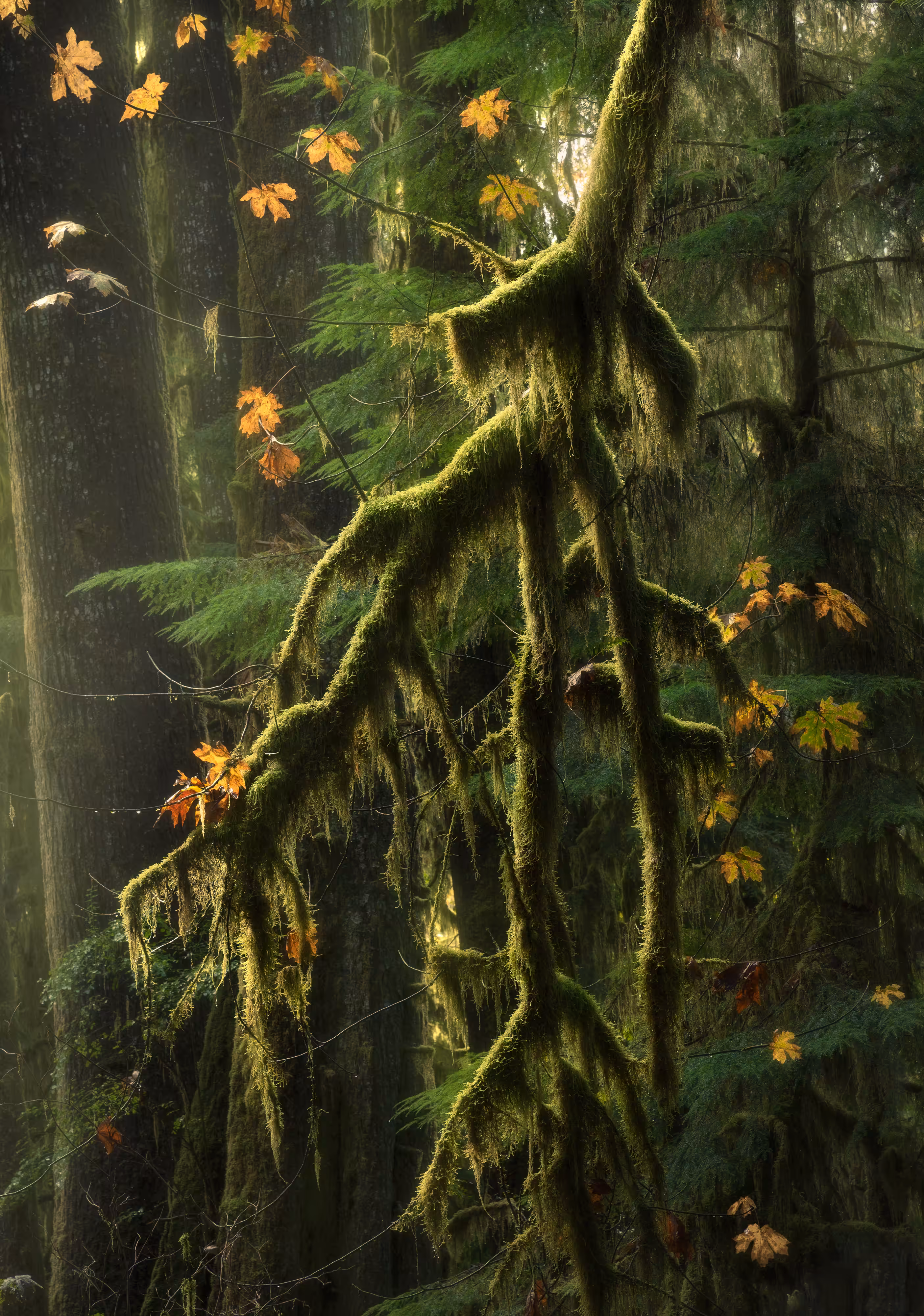 4 - Autumnal Beauty
