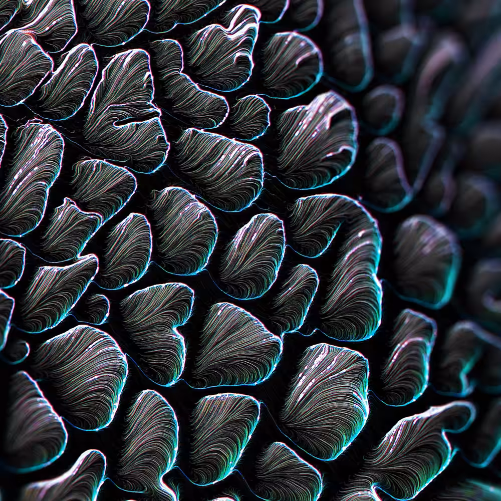 2:2 MACRO PORE
