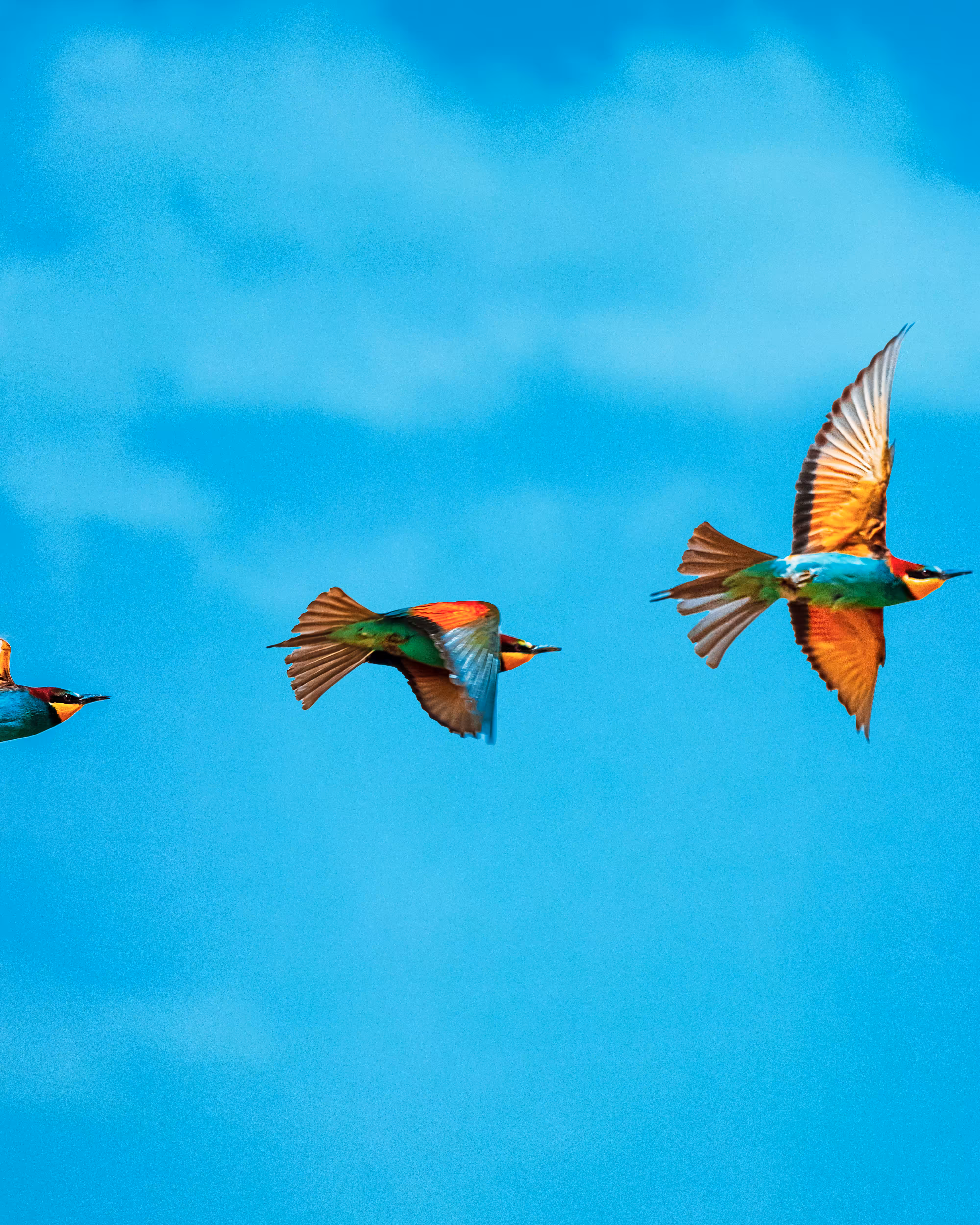 Migrating bird
