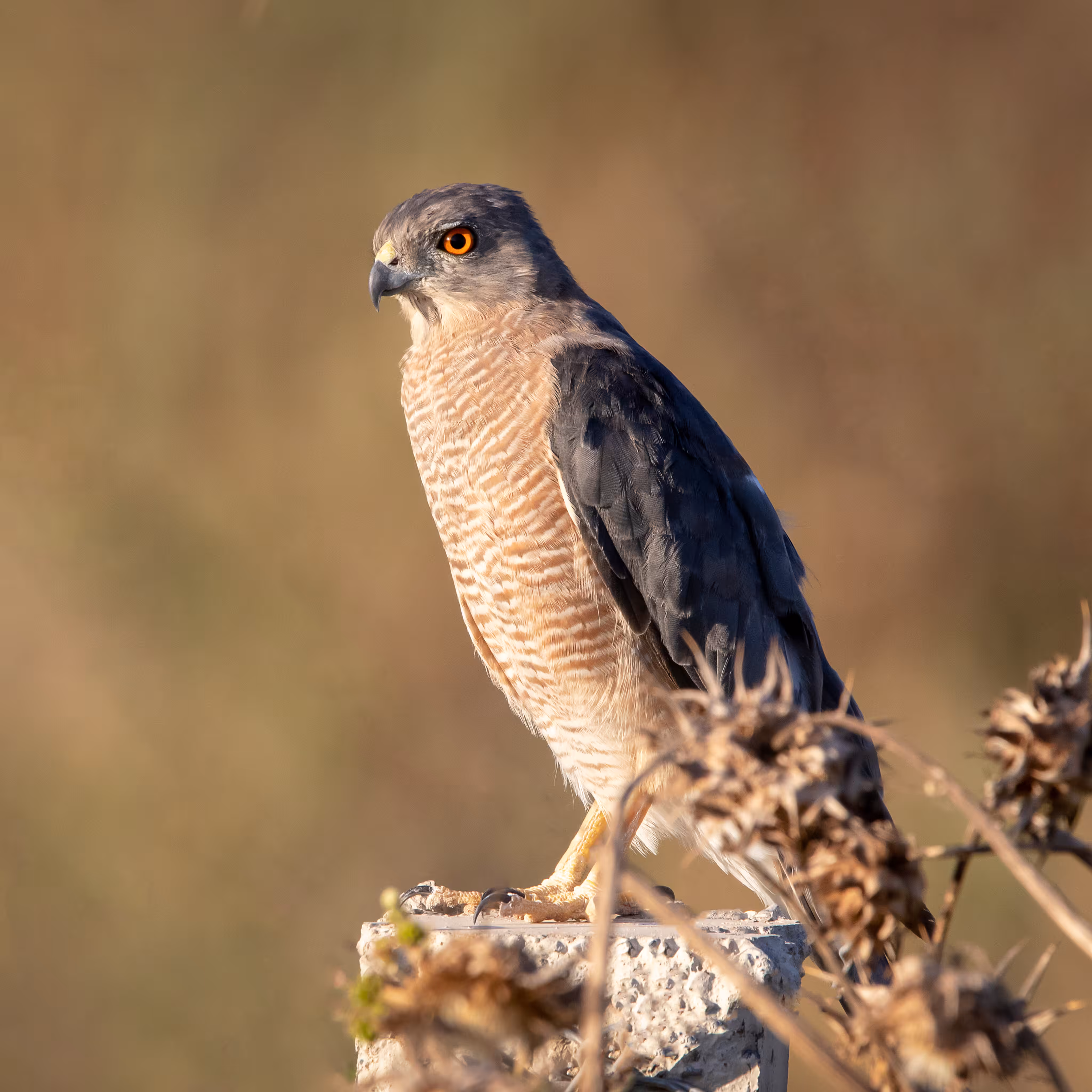Shikra