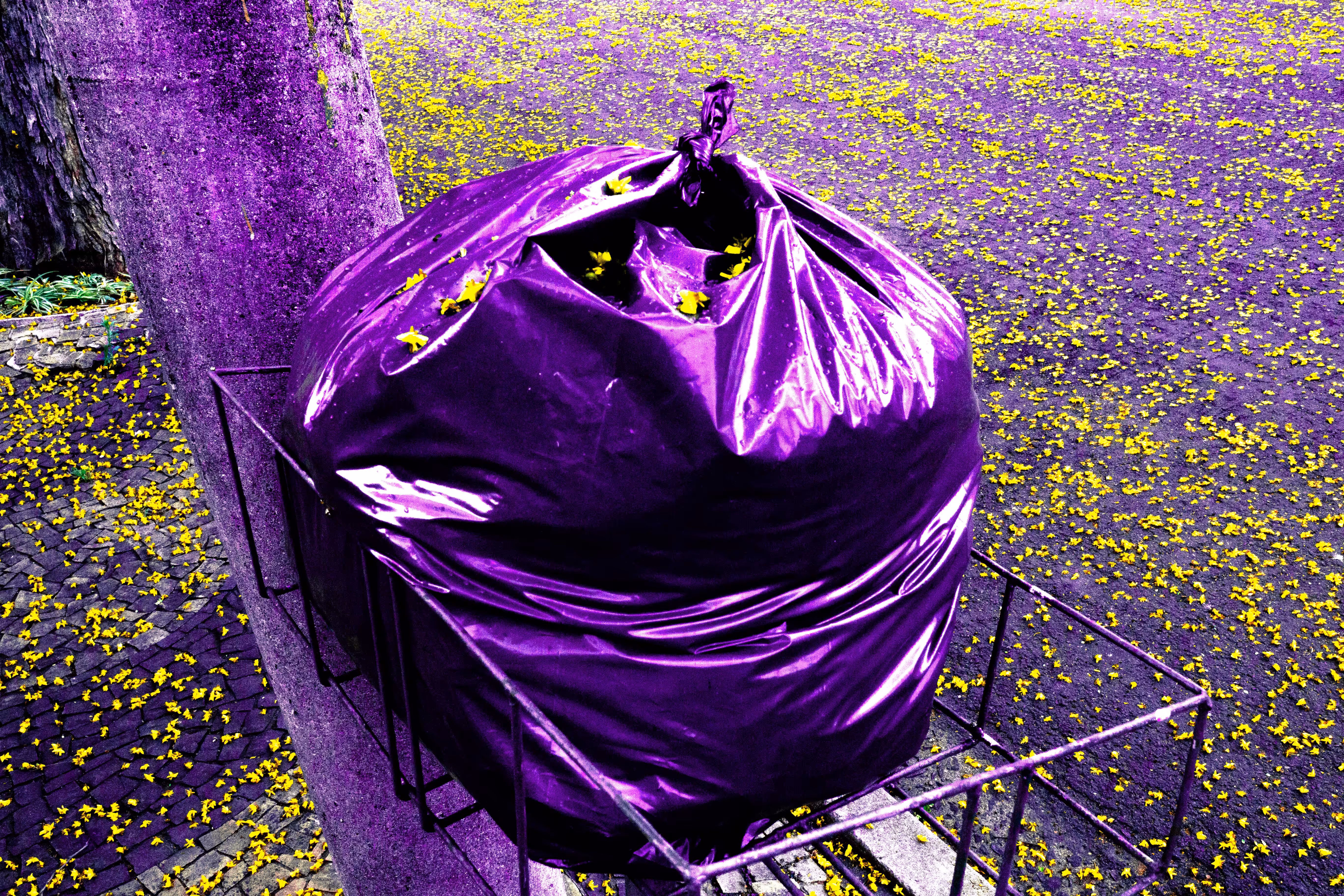 Purple Trash on Yellow Flowers