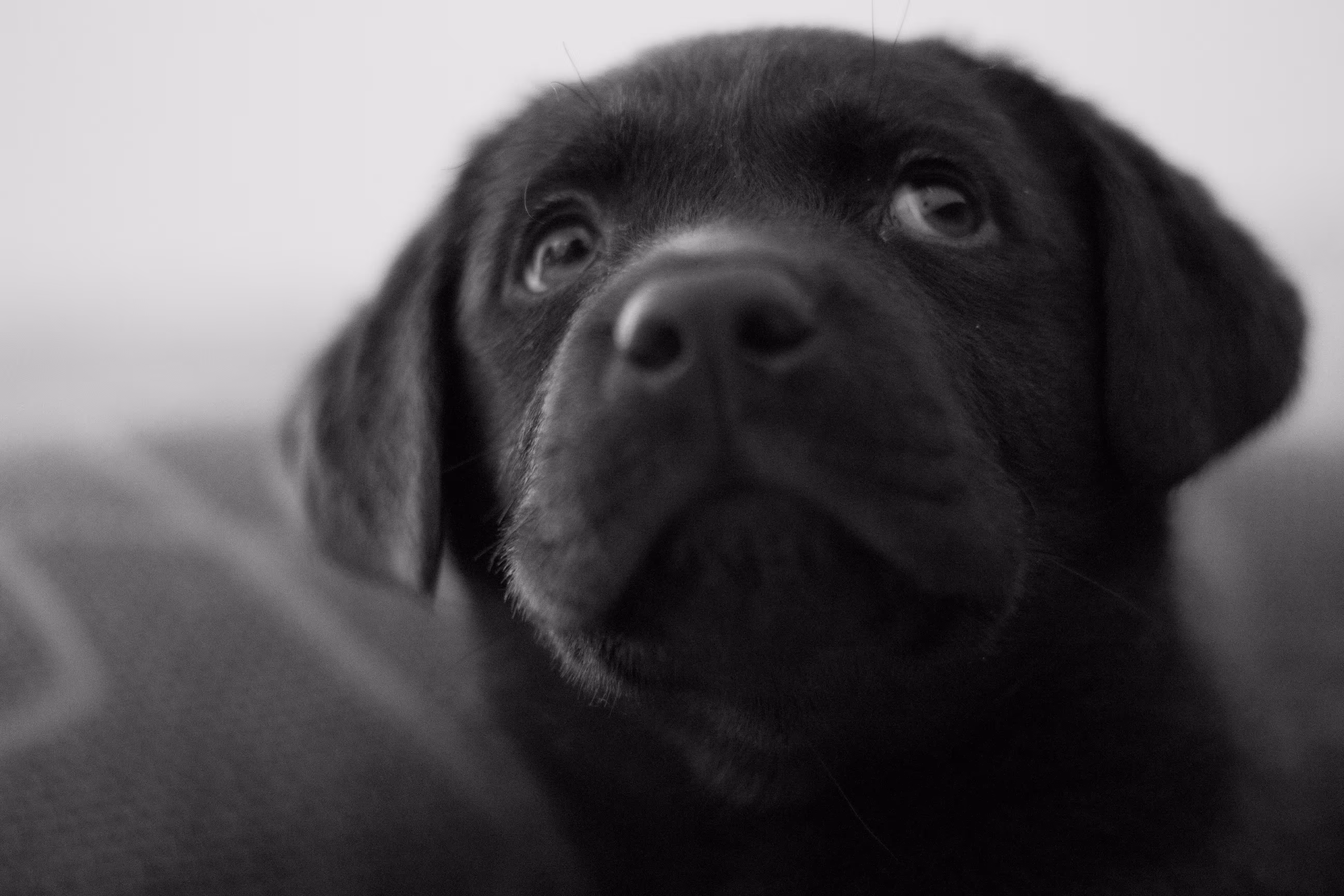 koko