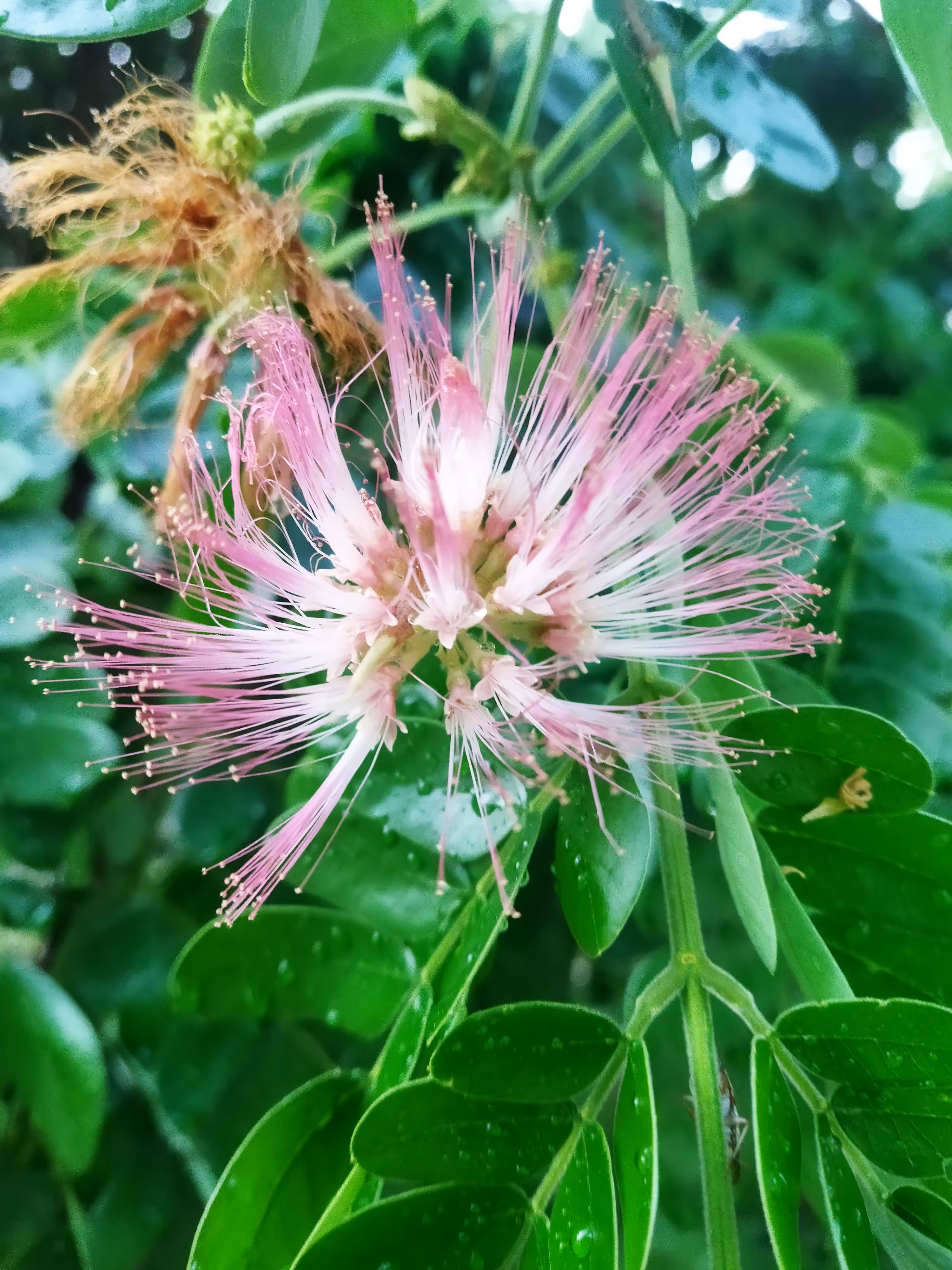 My World Of Flora And Fauna: Persian Silk Tree Flower 