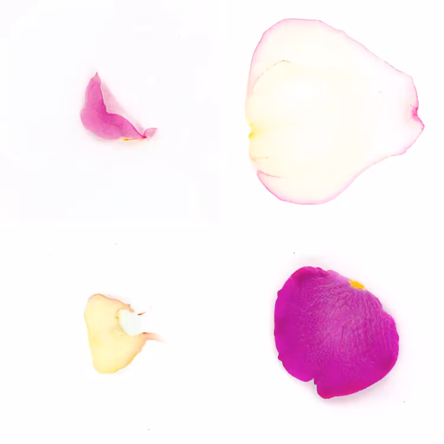 Infinite Petals 2x2#4065
