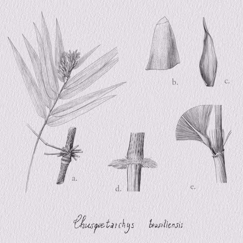 Botanical Illustration - Bambusoideae 1 #7