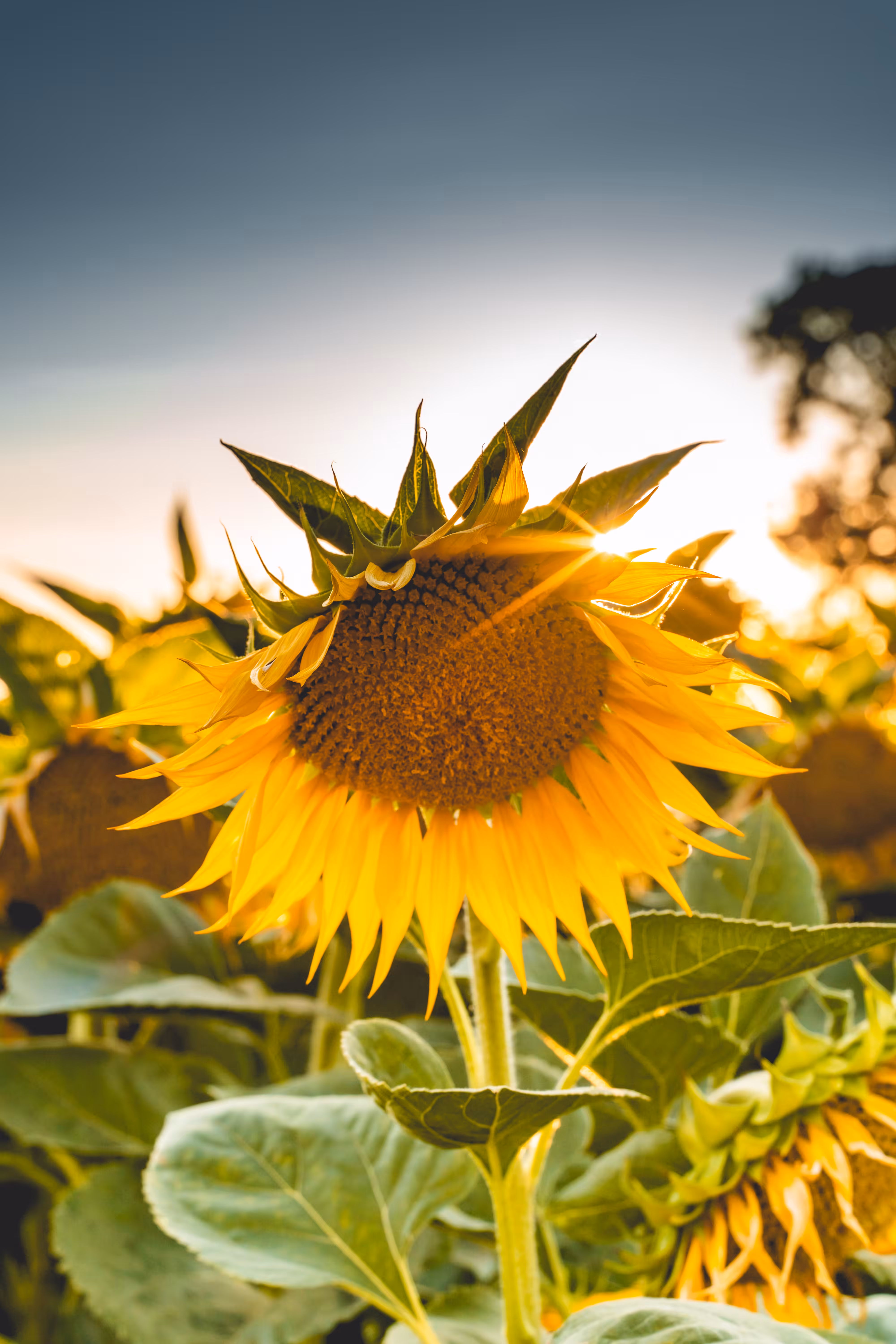 THE LOST SESSIONS 3: "THE BASIC SUNFLOWER"