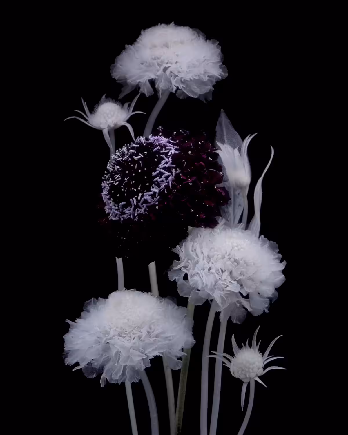 Scabiosa