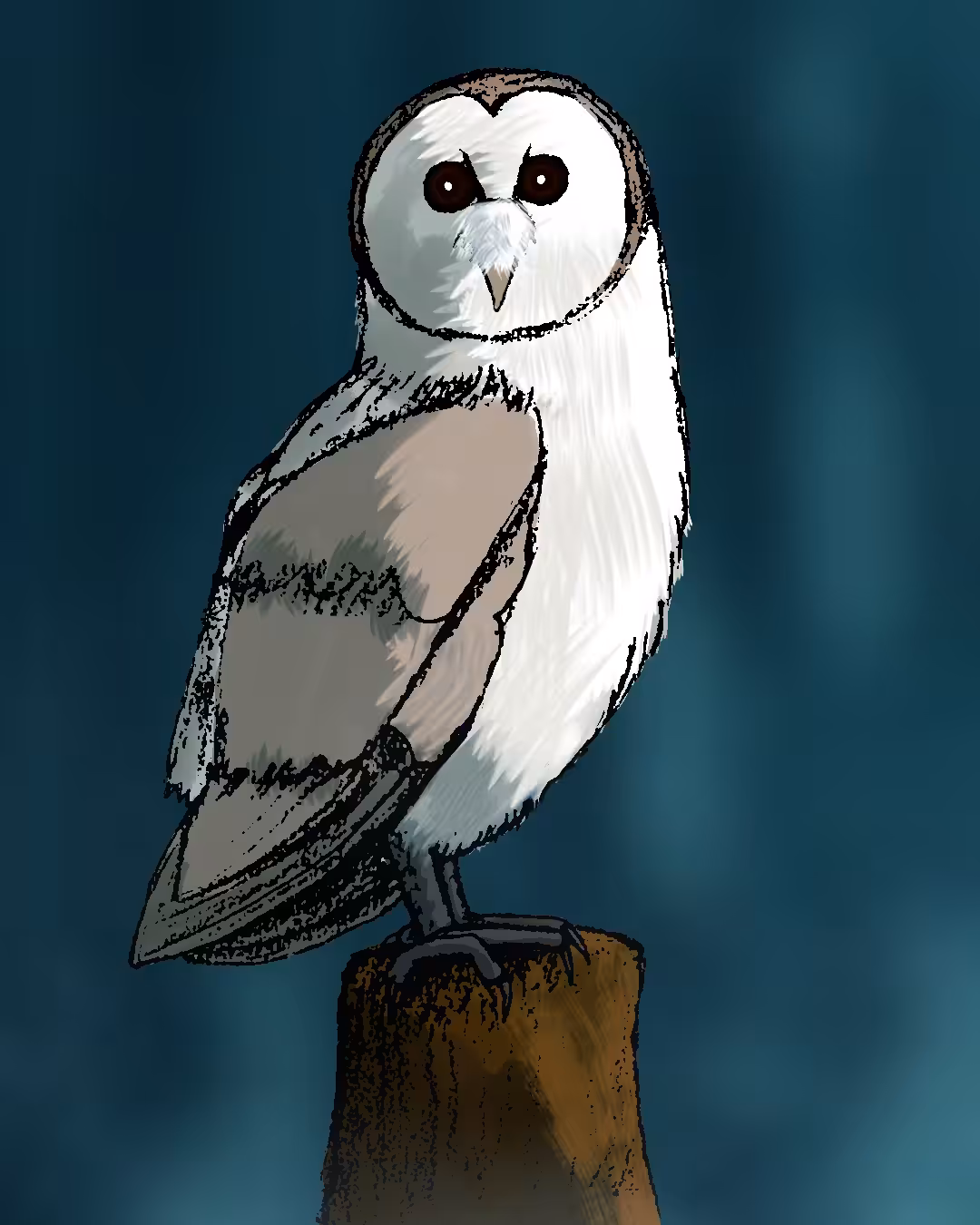 Art Of Abolfazl : Barn Owl 