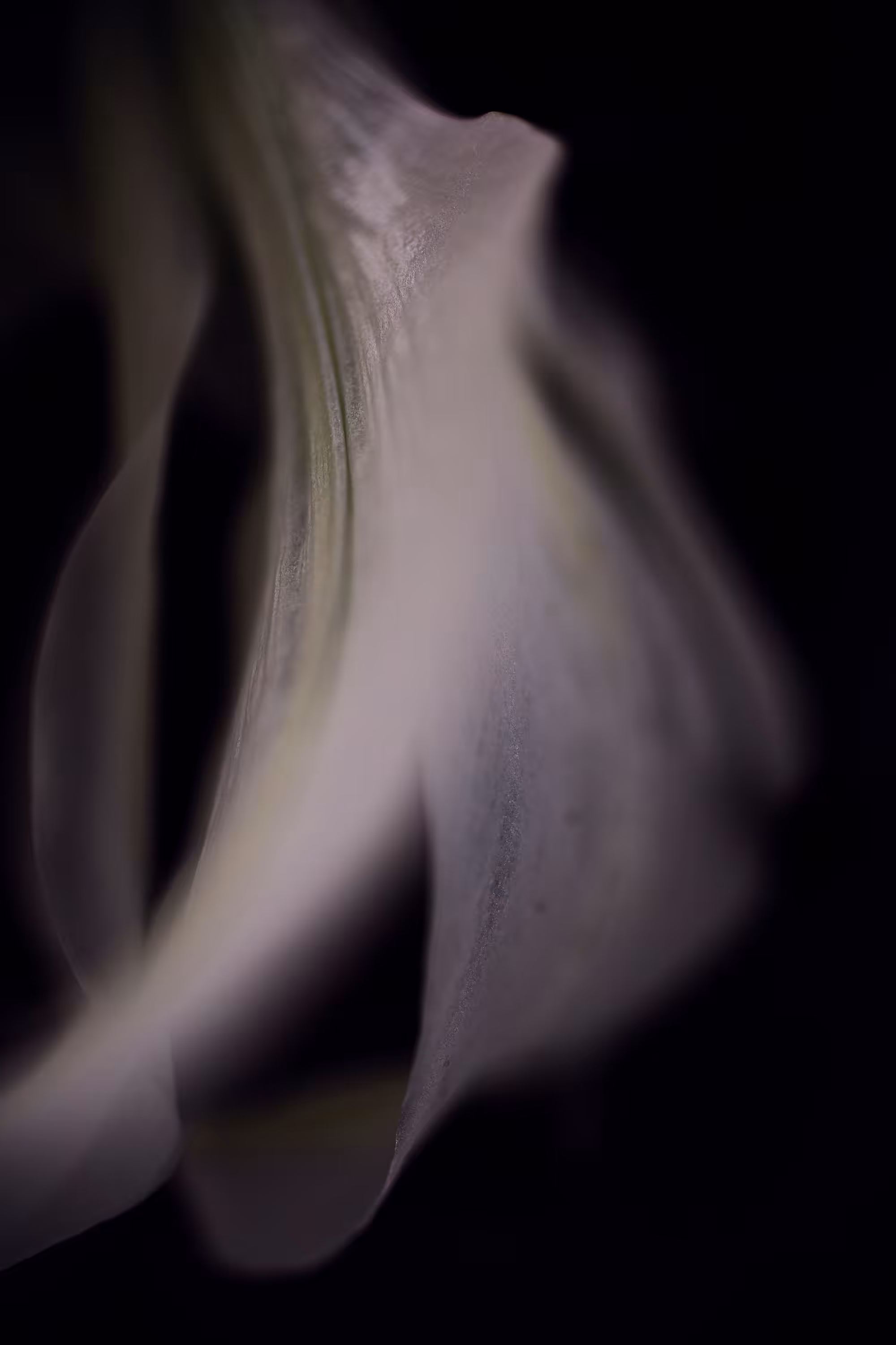 Lilium-vacum_03