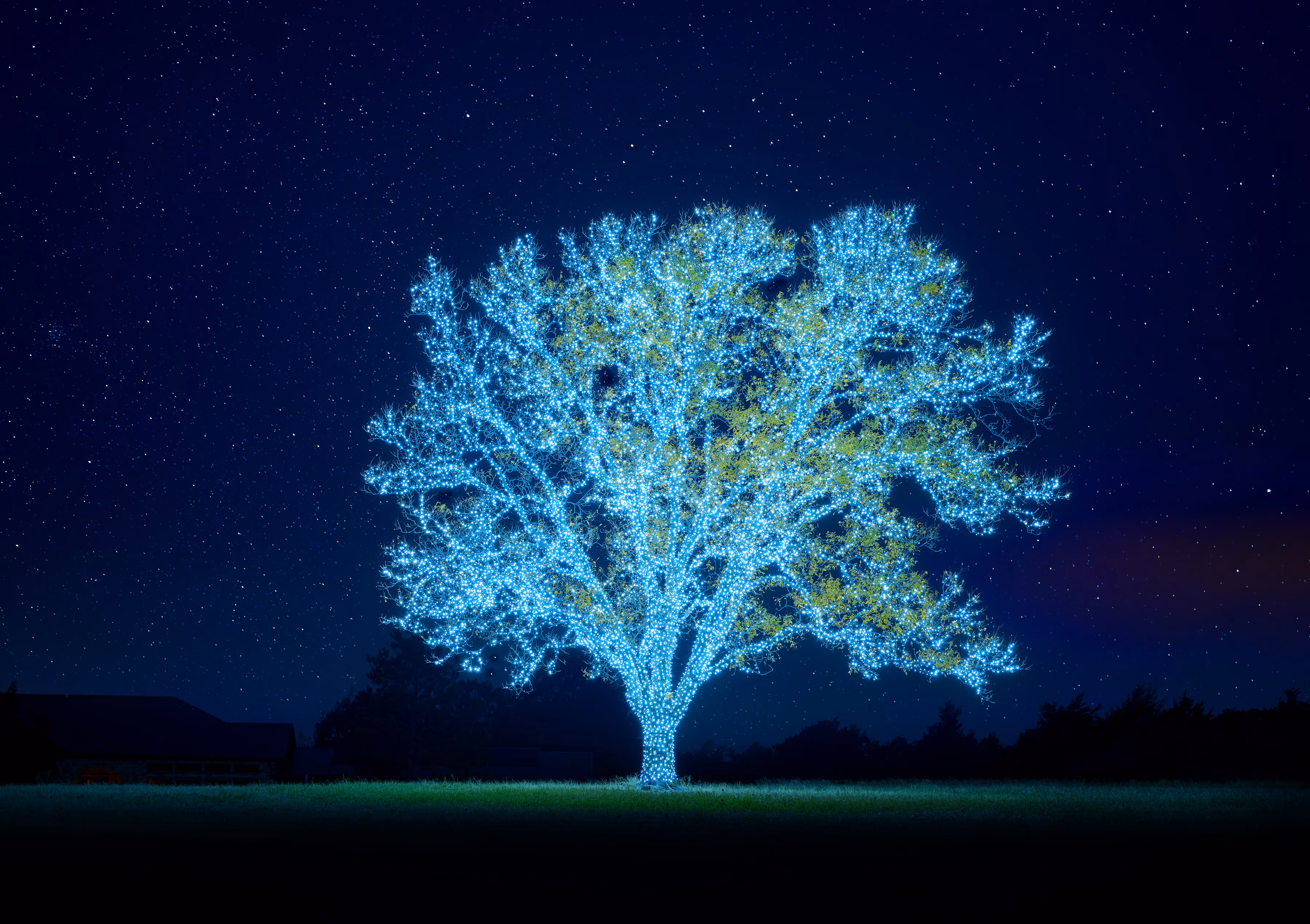 Arbre de Lumiére