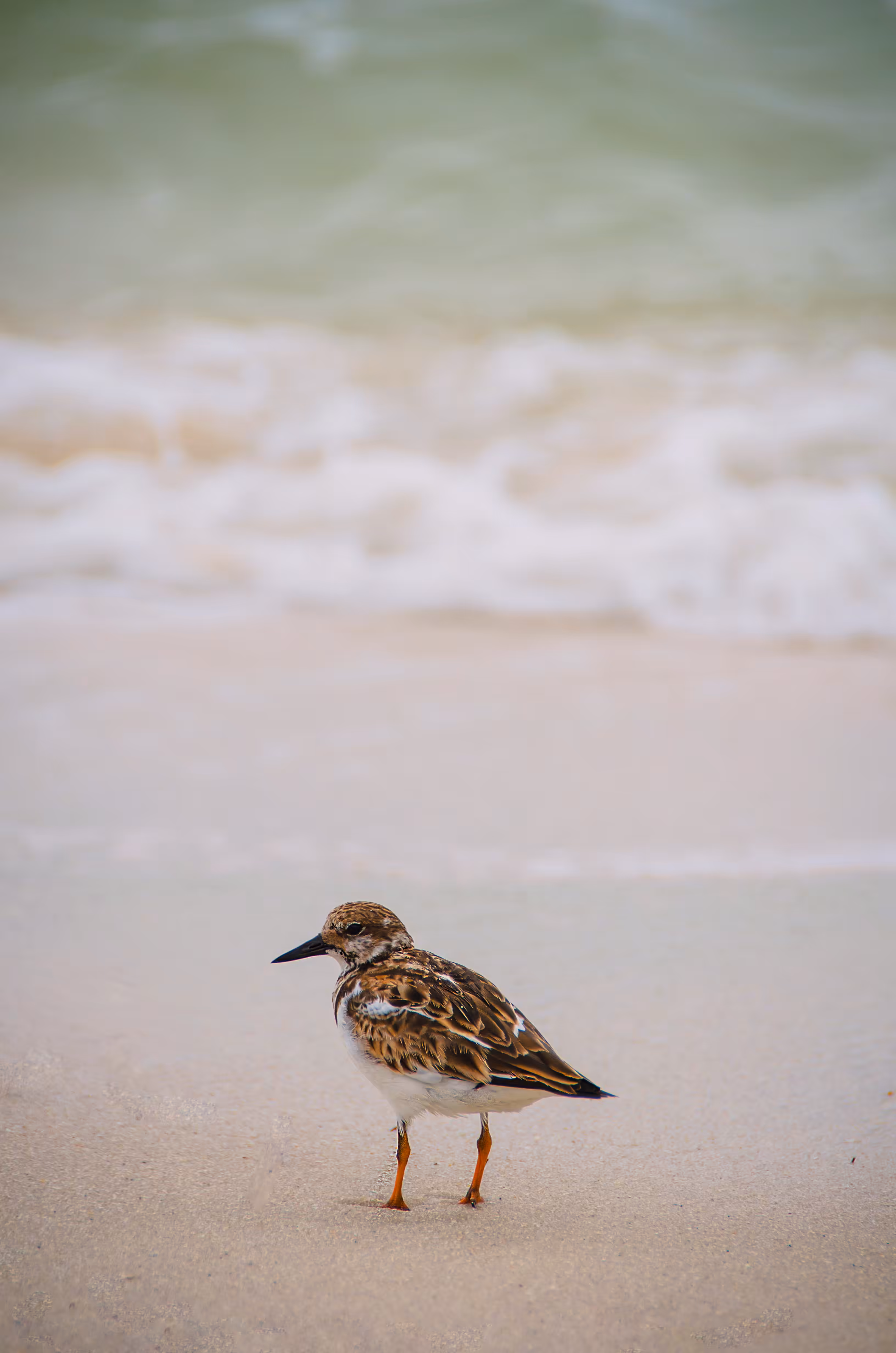 Follow Me to the Sea