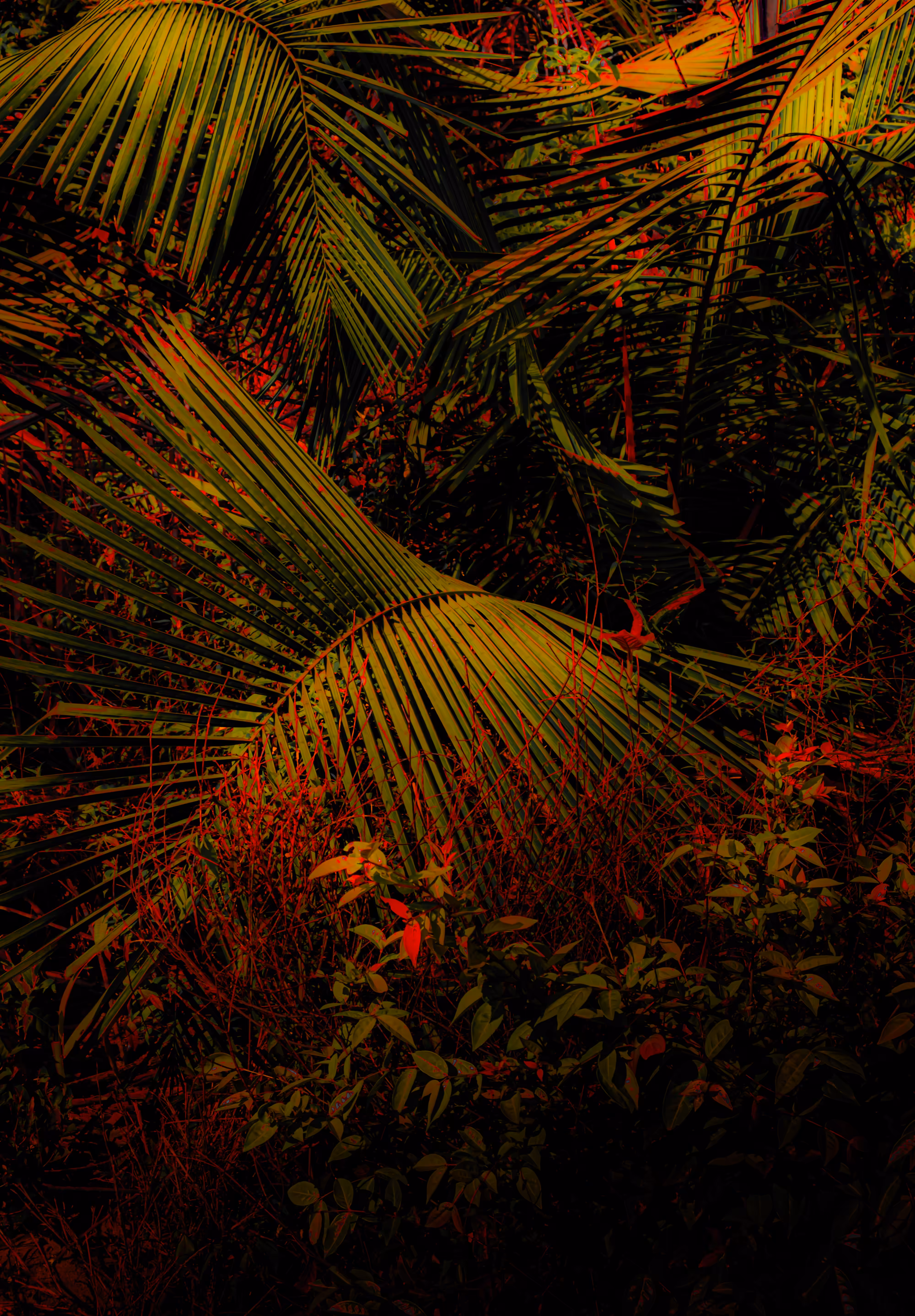 Amazon rainforest