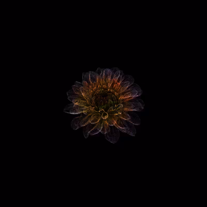 Dahlia Pinnata 30 #29