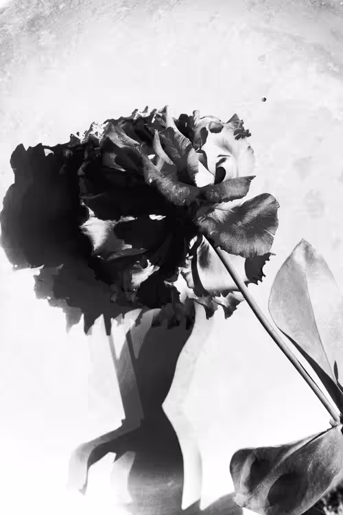 Shadow Lisianthus