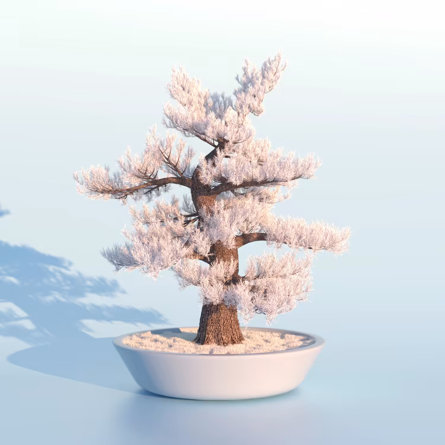 Japanese pine tree