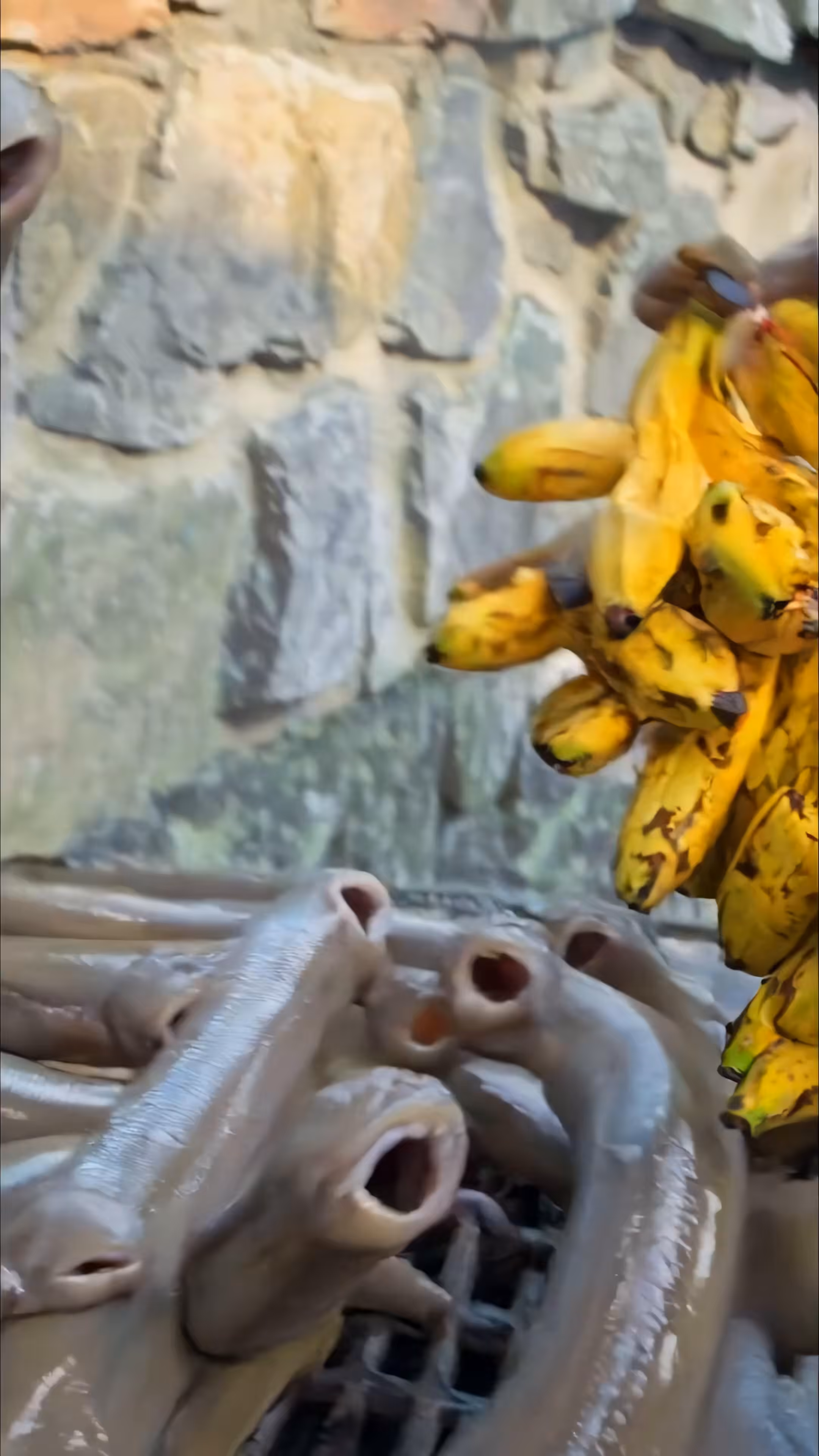 Leeches Love Bananas