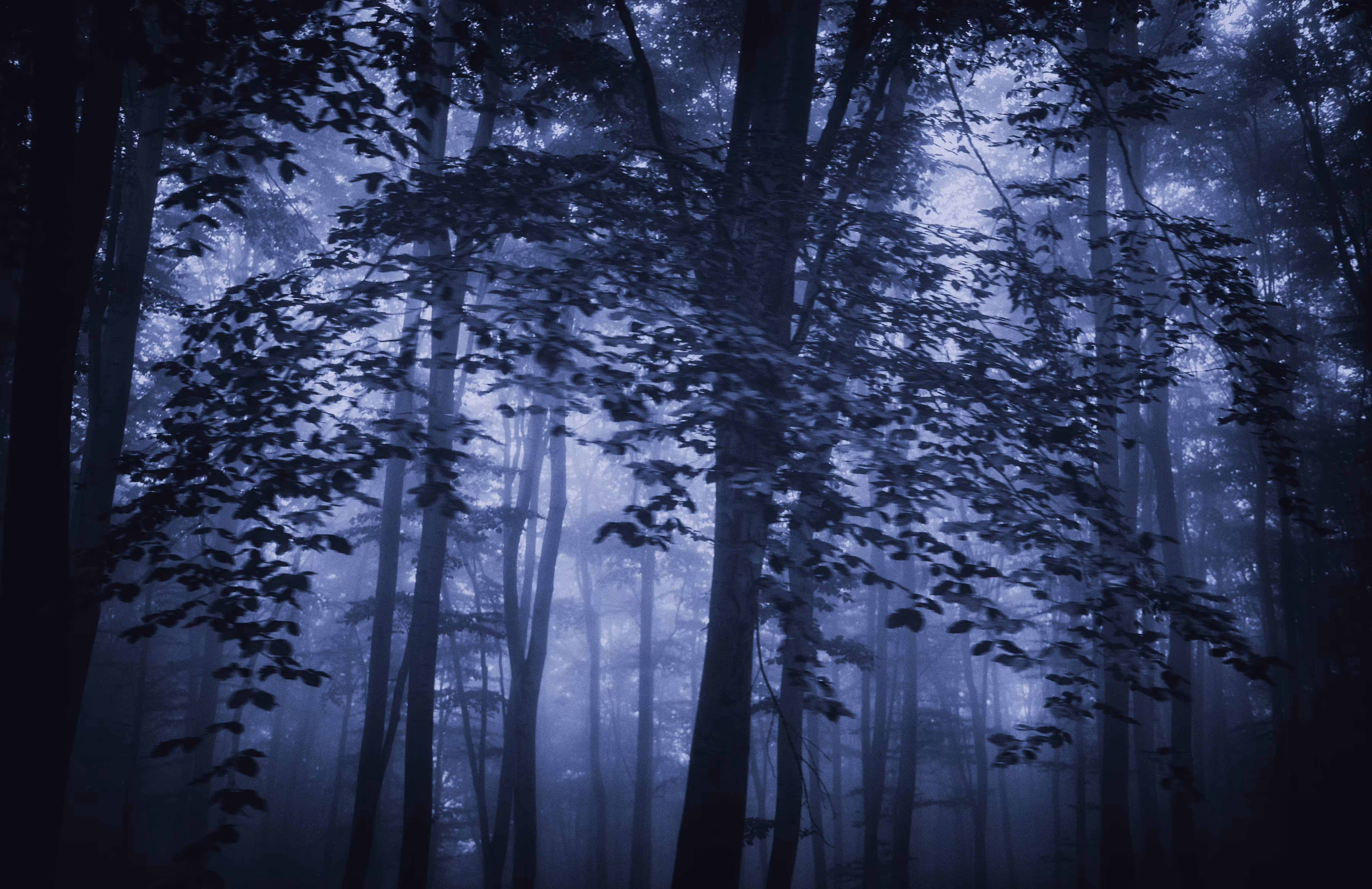 Foggy Forest