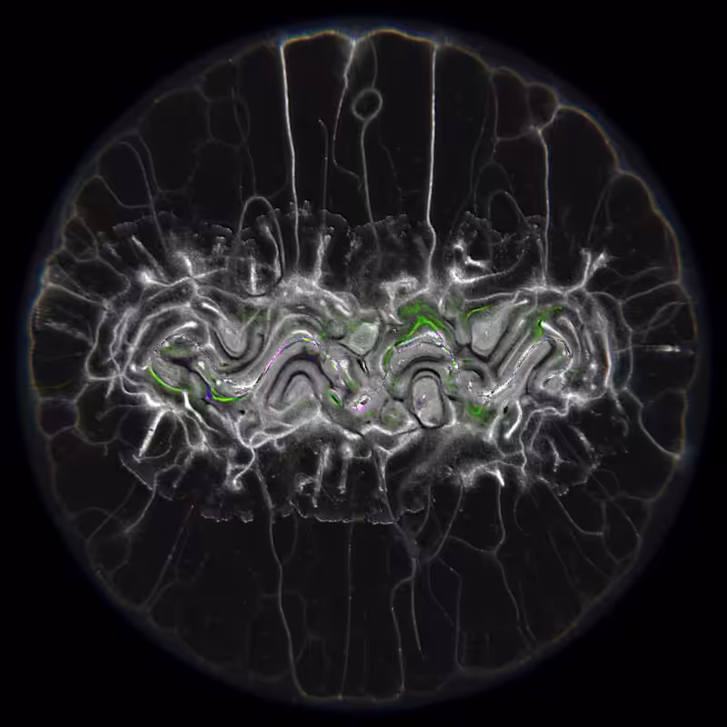 Ethereal Microcosm #276
