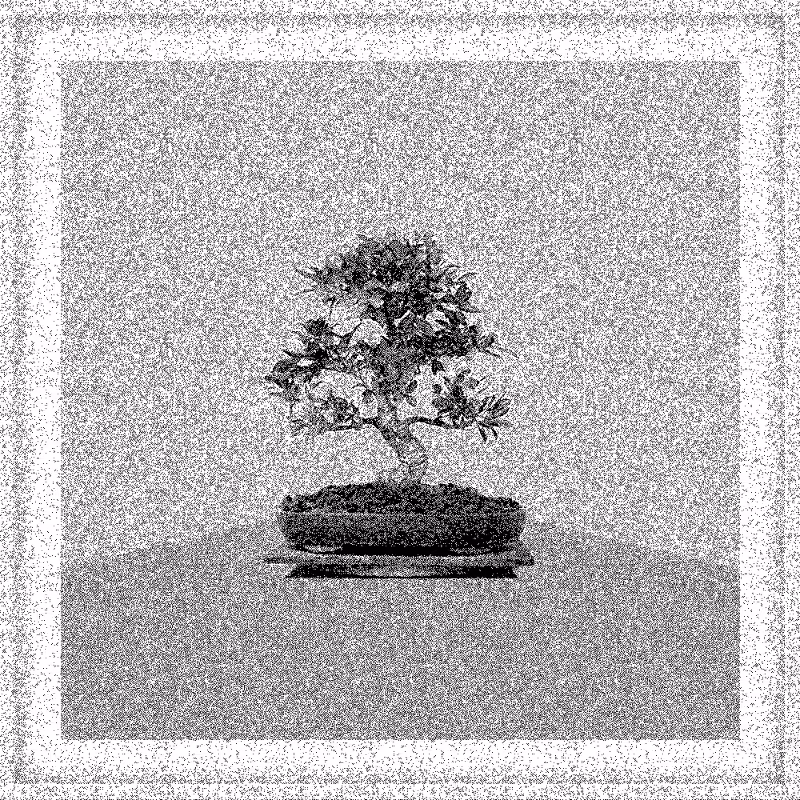 Bonsai Bonanza #327