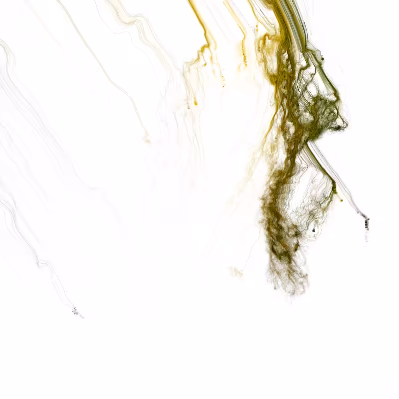 Hypericum #159