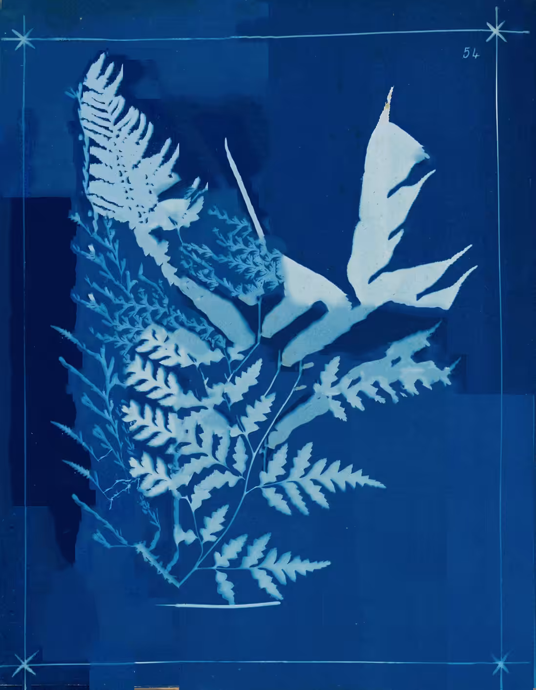 Metafern [w]