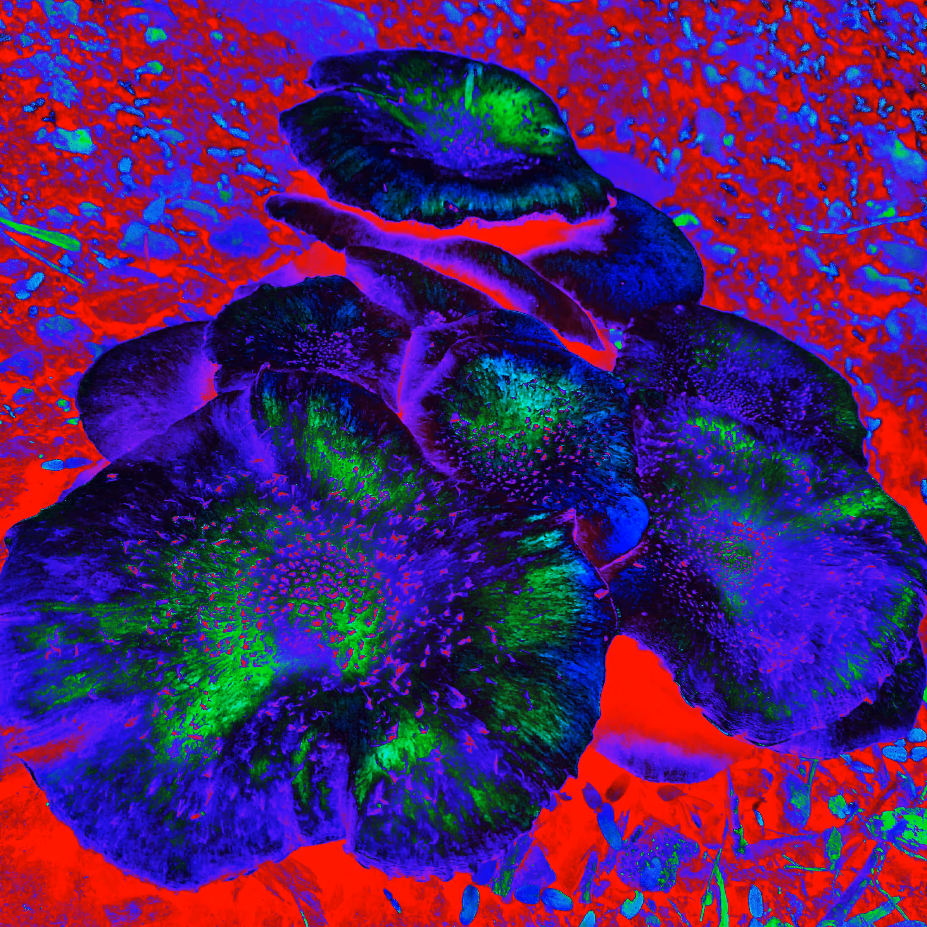 Glory Mushroom