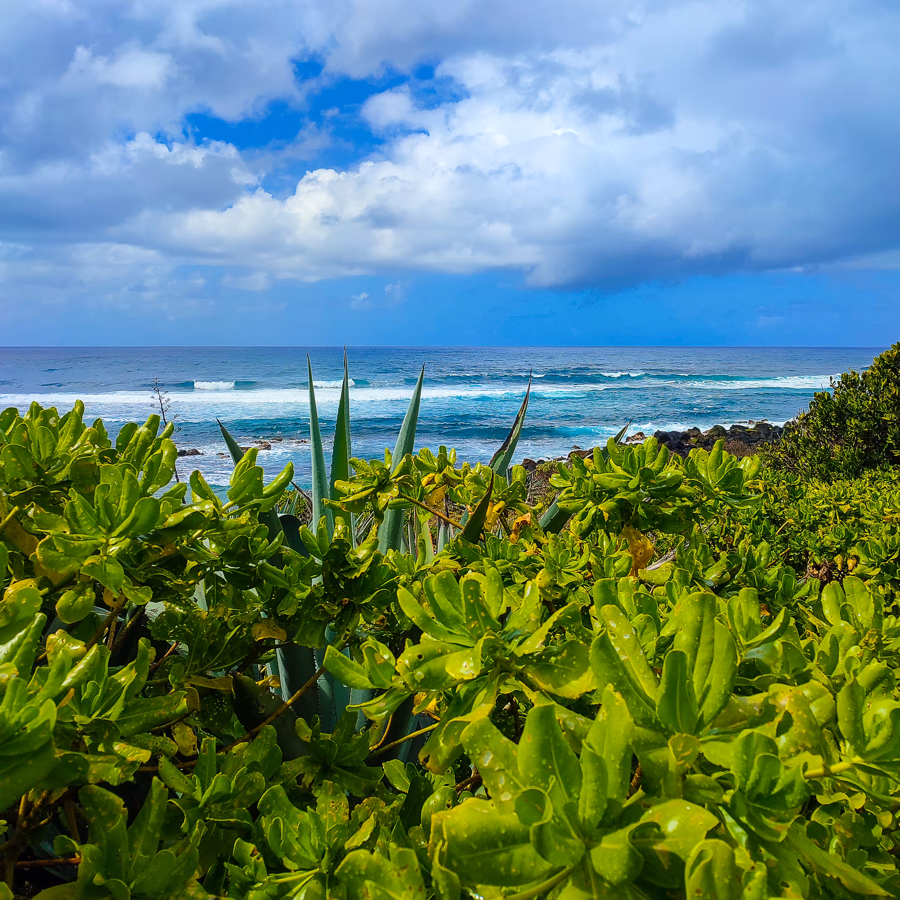 "Wild coast"
