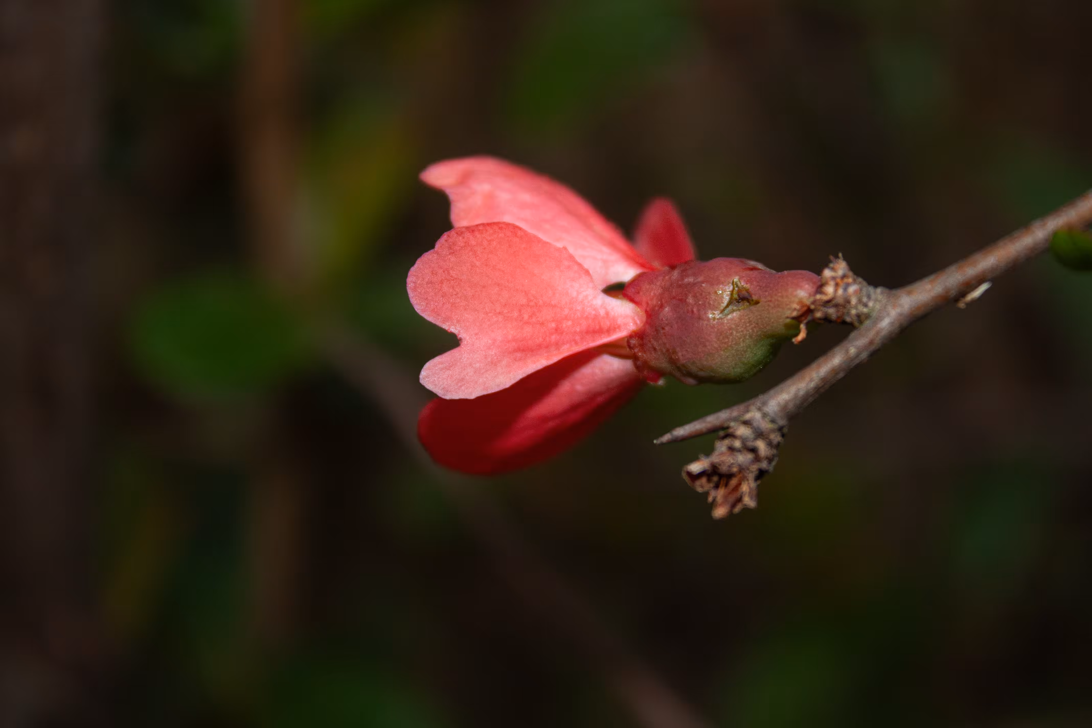 Courting Gift