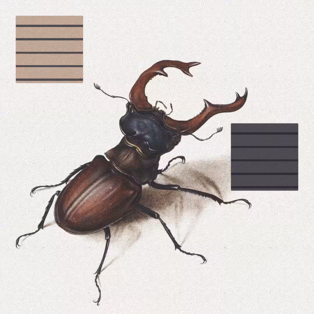 Beetle #7