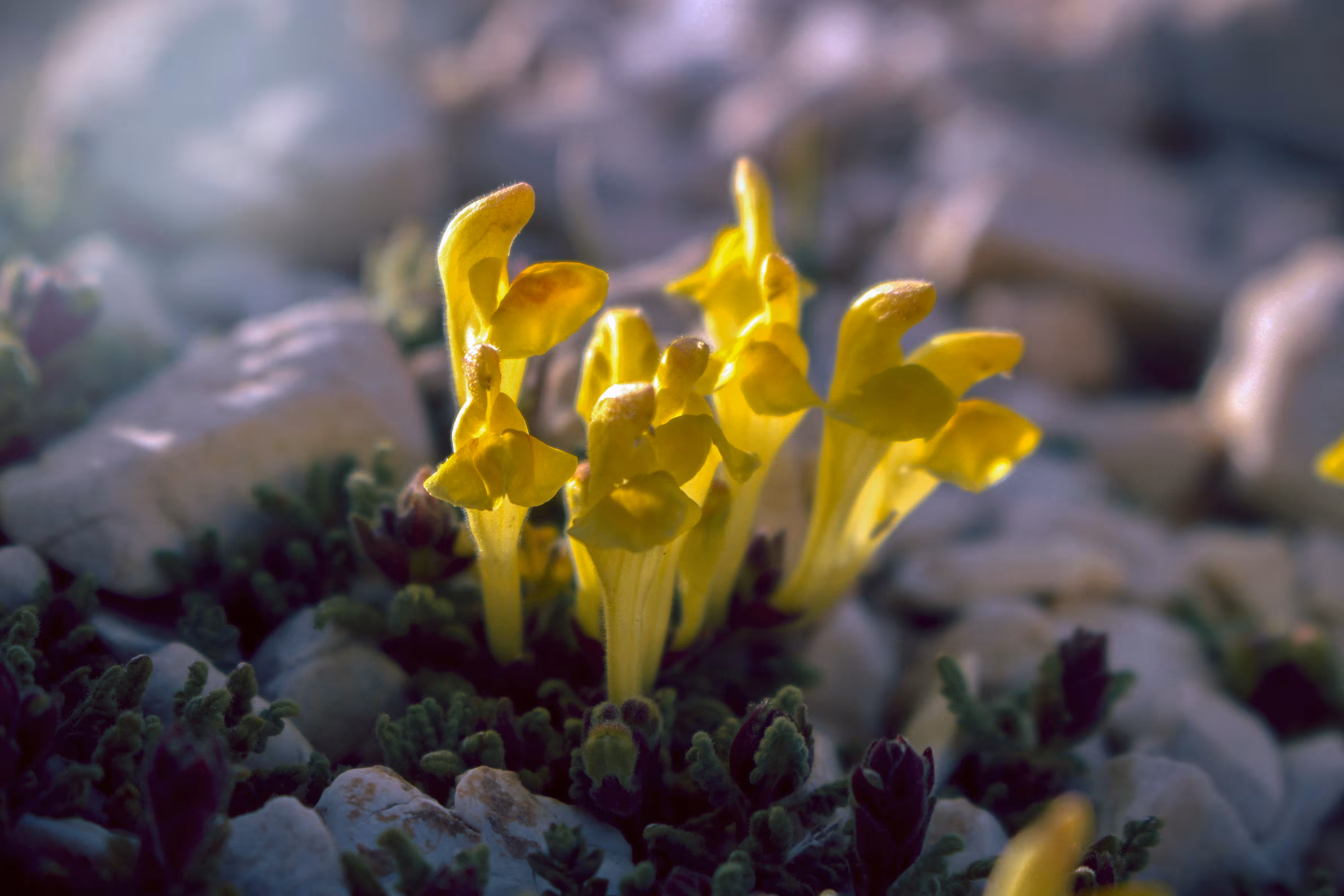 Scutellaria oreientalis