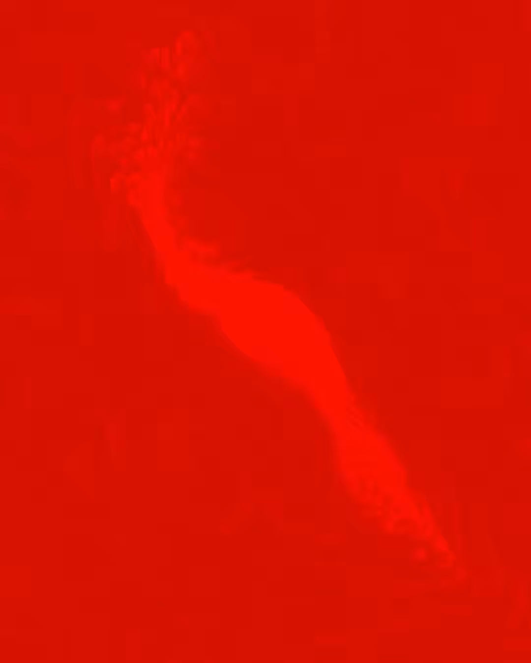 Seahorse