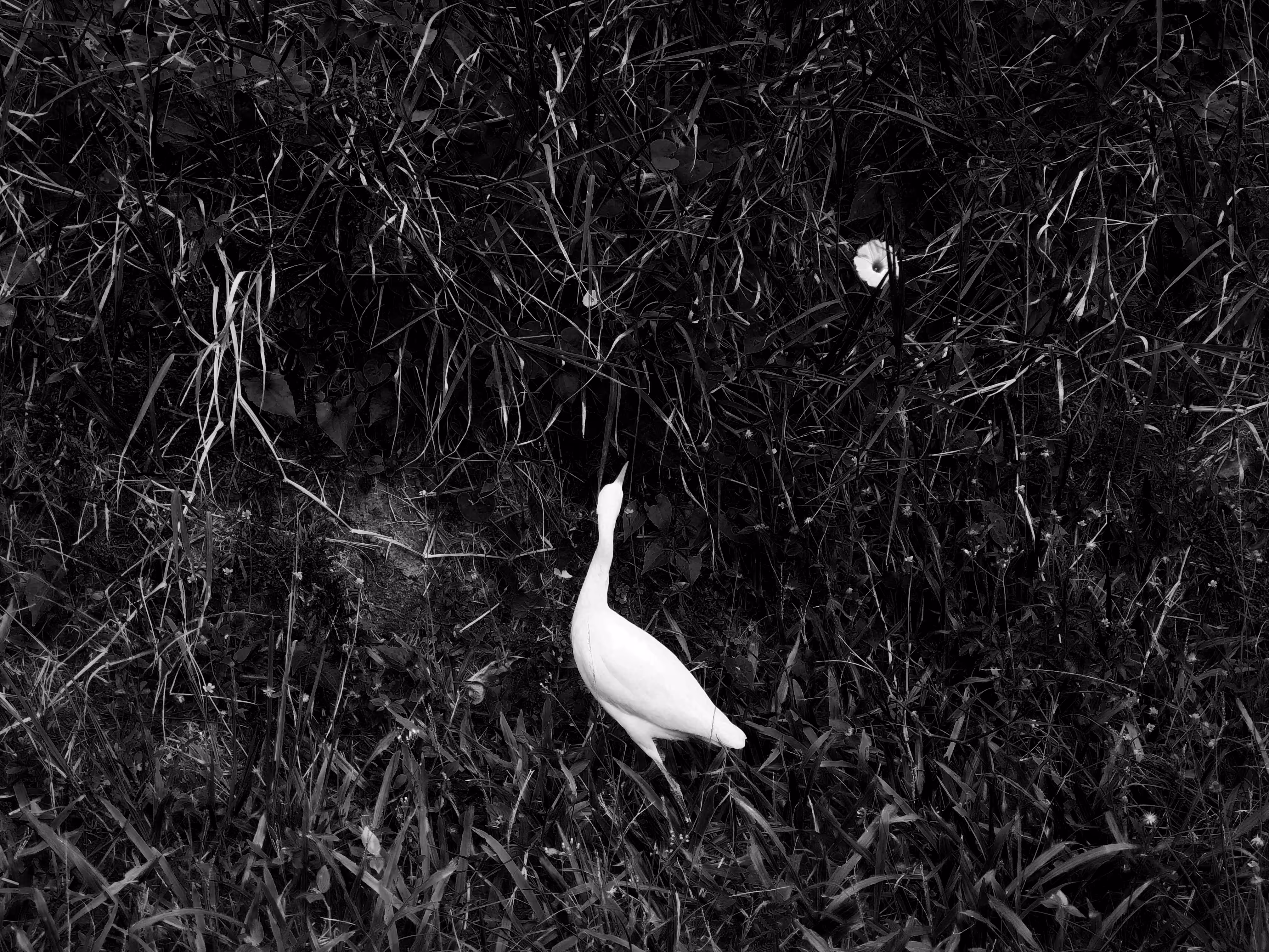 nature(mido) #25