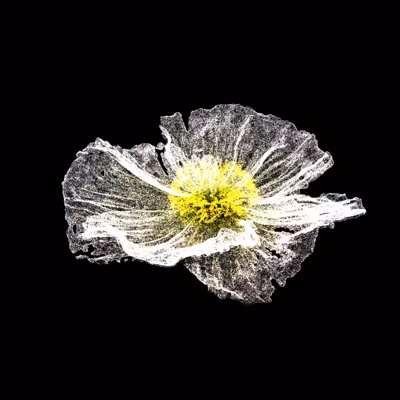 White Poppy 30 #110