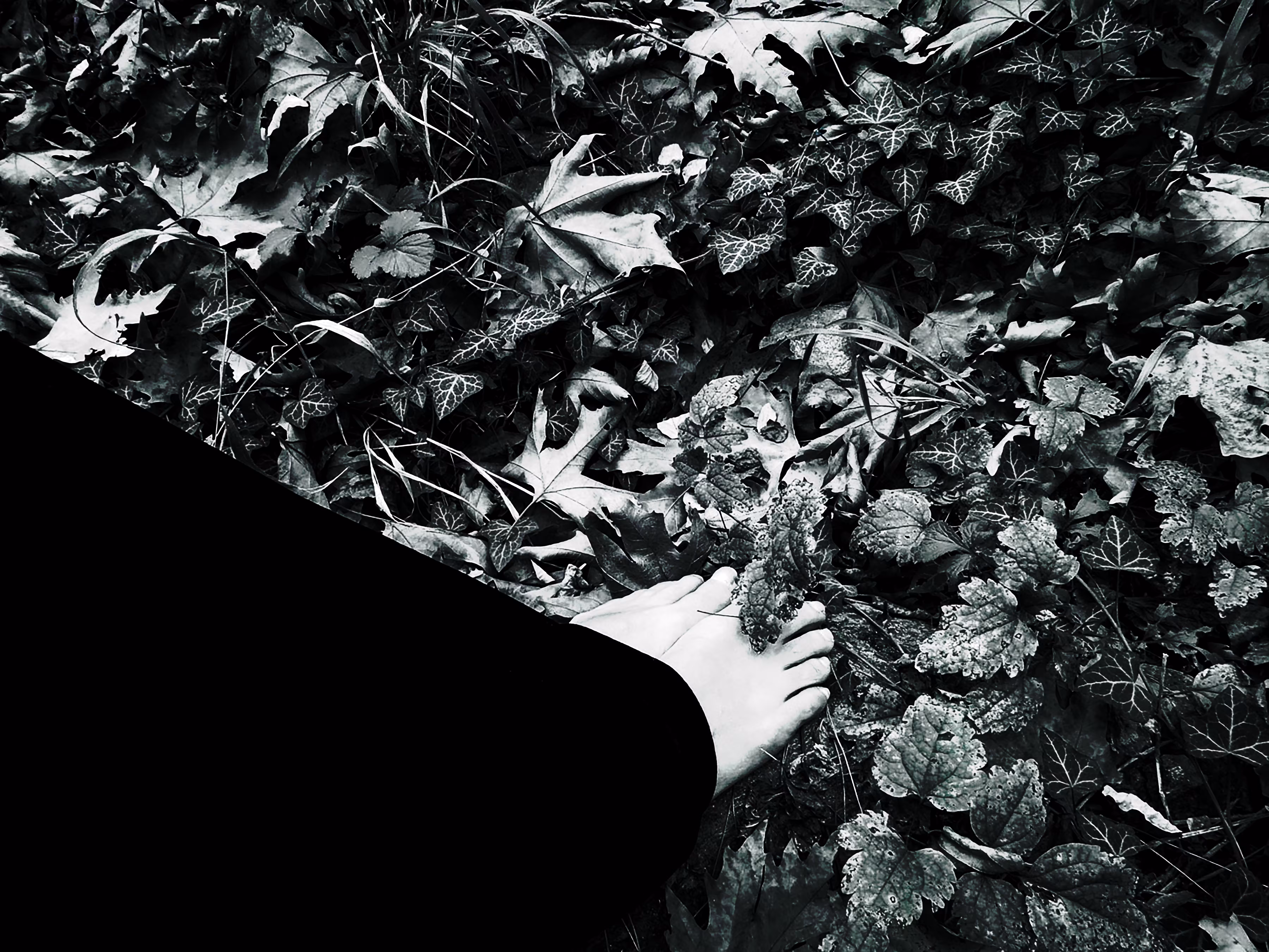 walk in the woods_