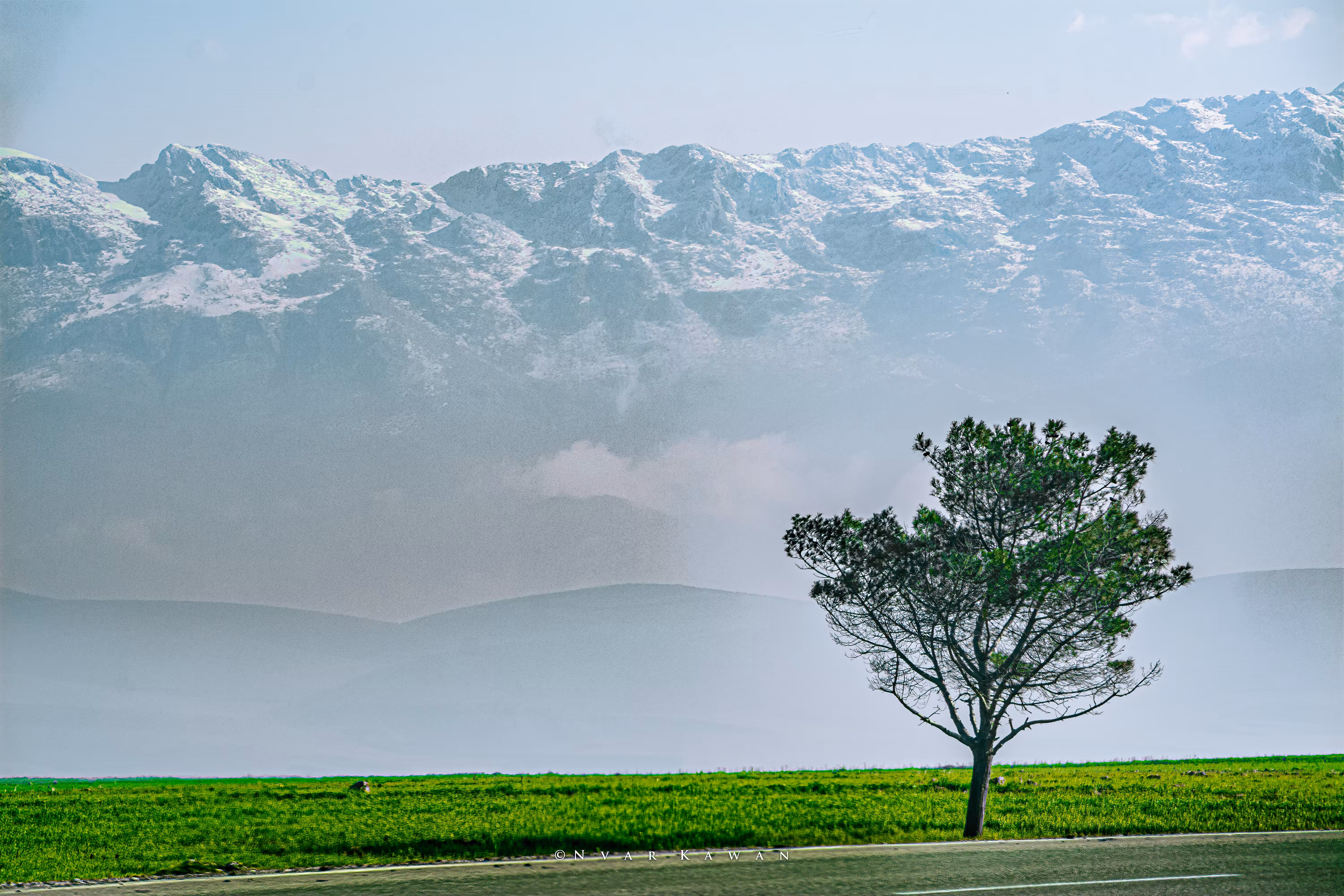 High Snowy Mountain Behind A Lonely Tree