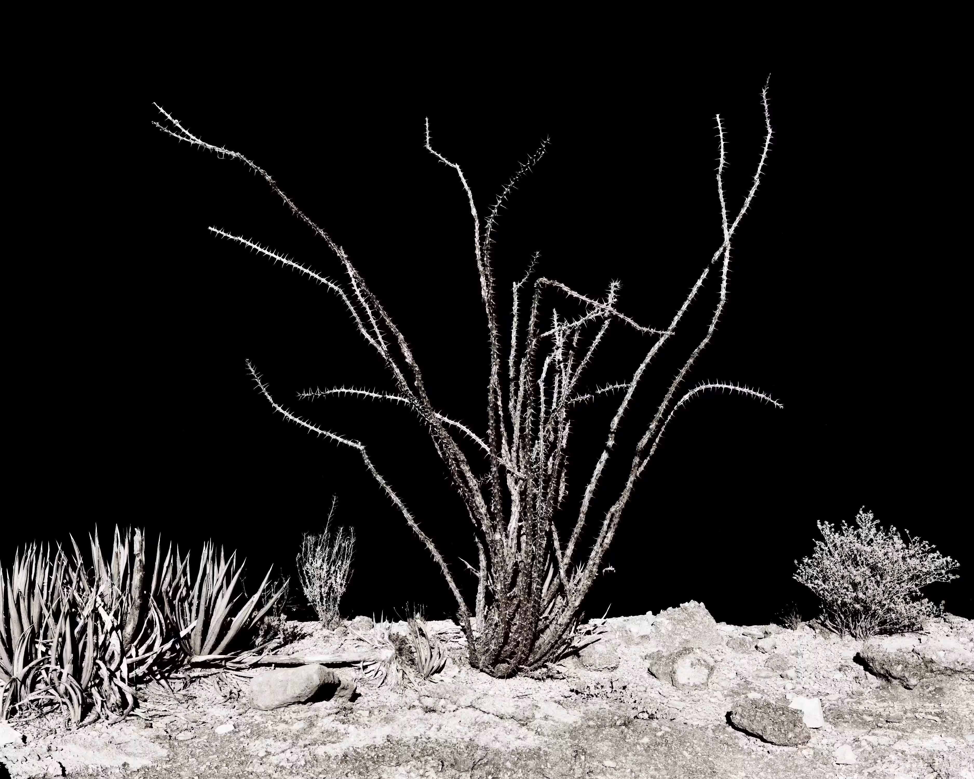 Ocotillo, Terlingua, Tx, 2009