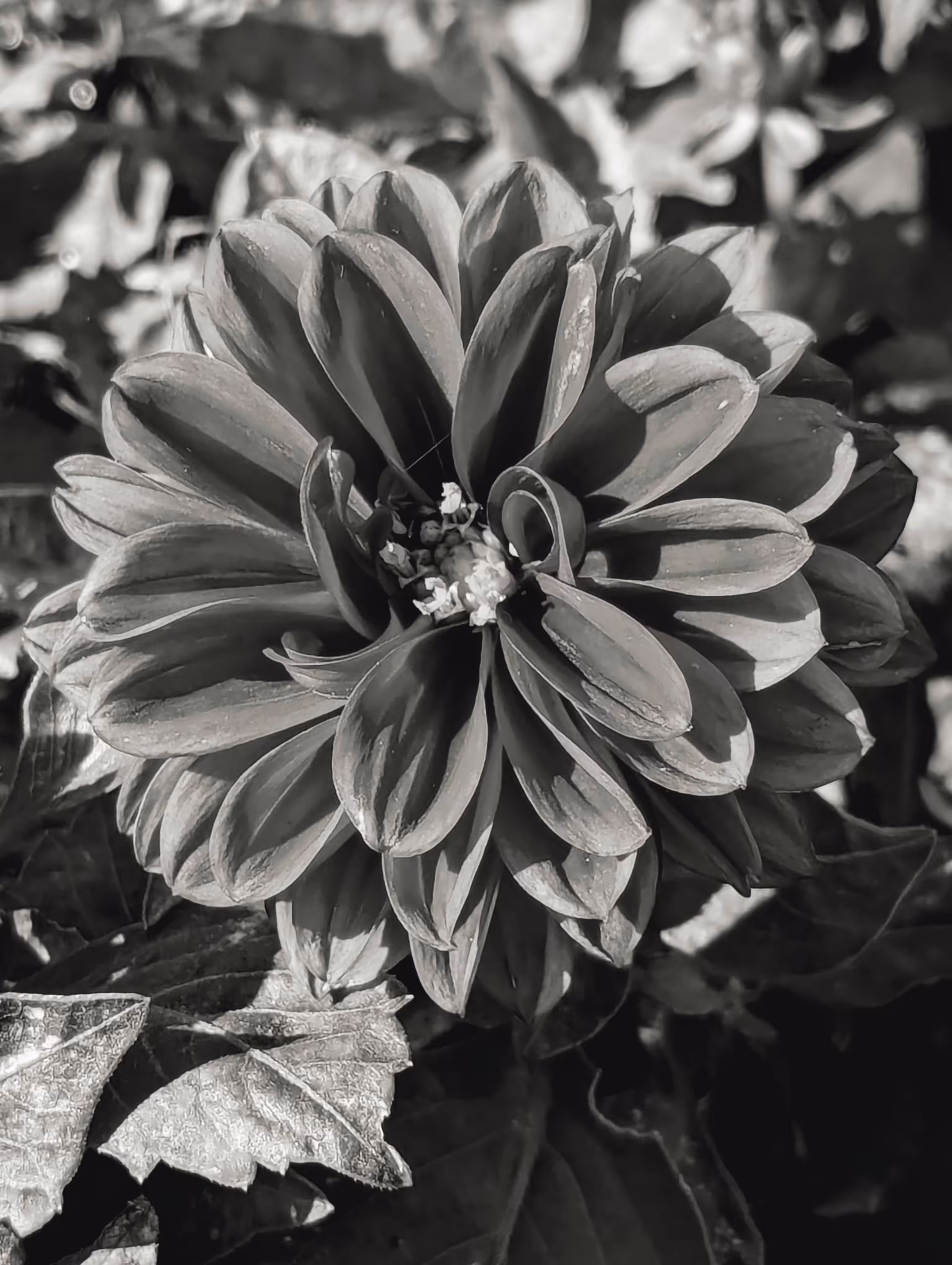 Bloom up