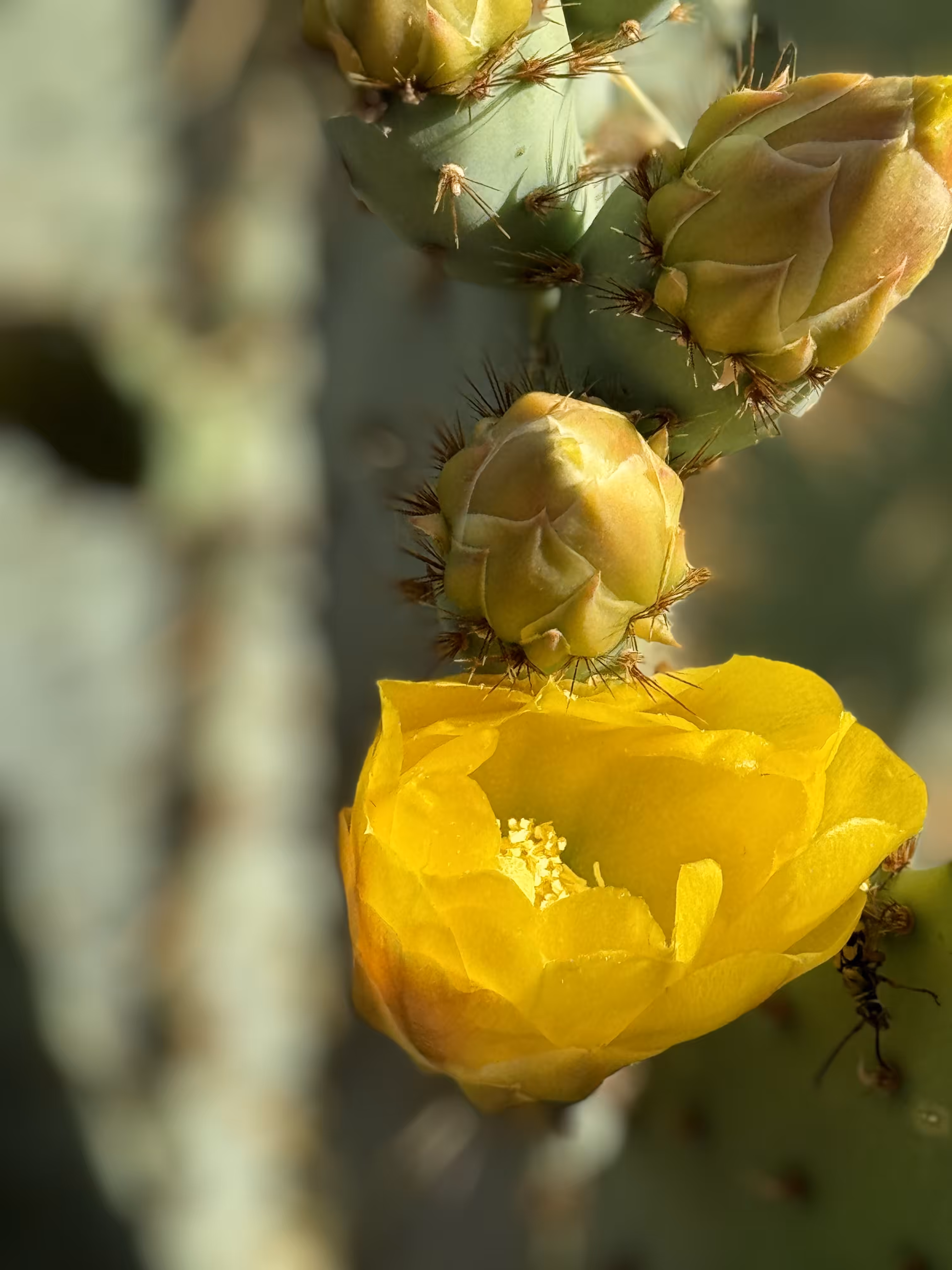 Cactus Blooms 3
