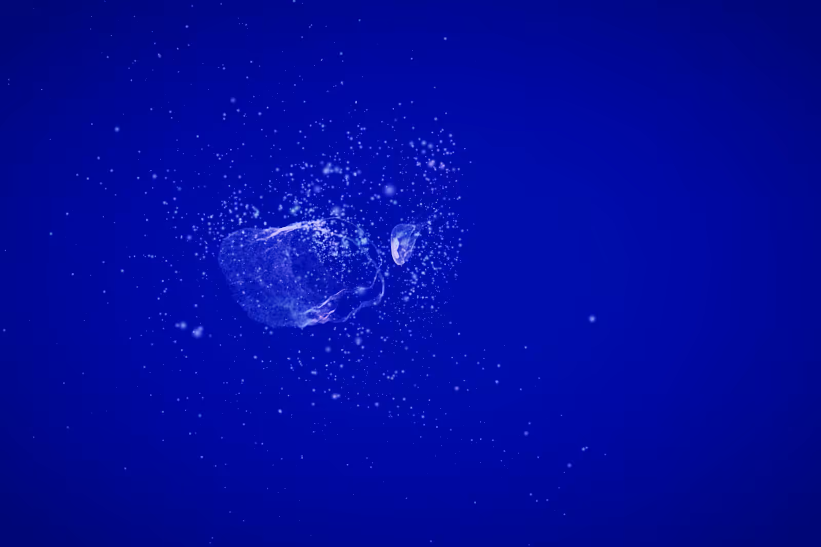 Turtle Vision #44