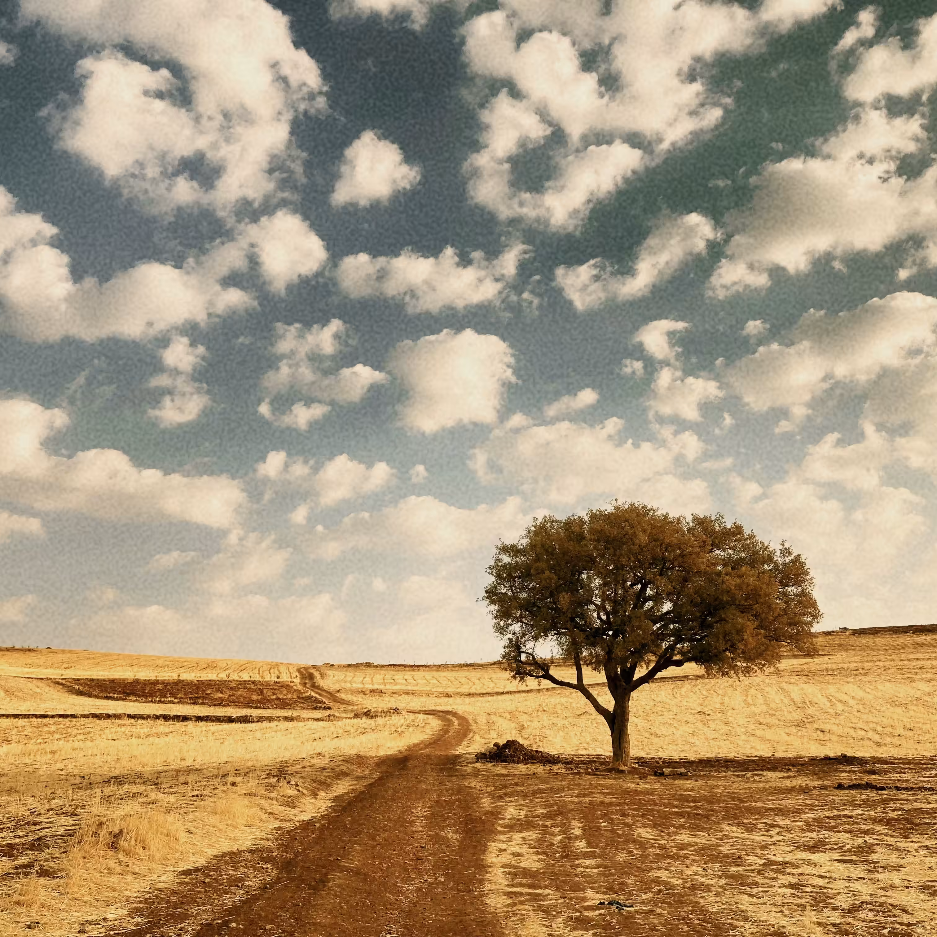 Tree of life 
