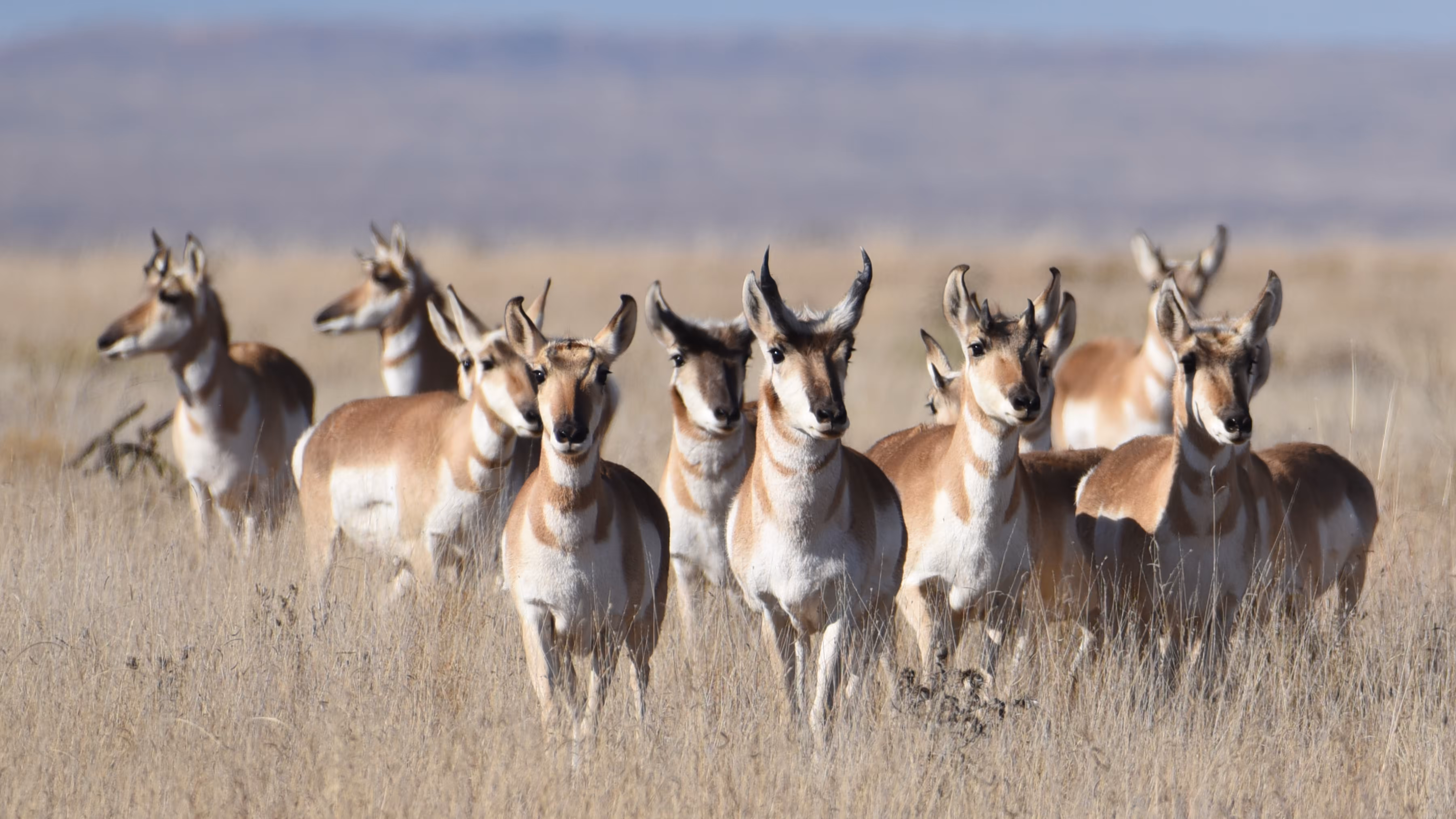 Wandering Pronghorns