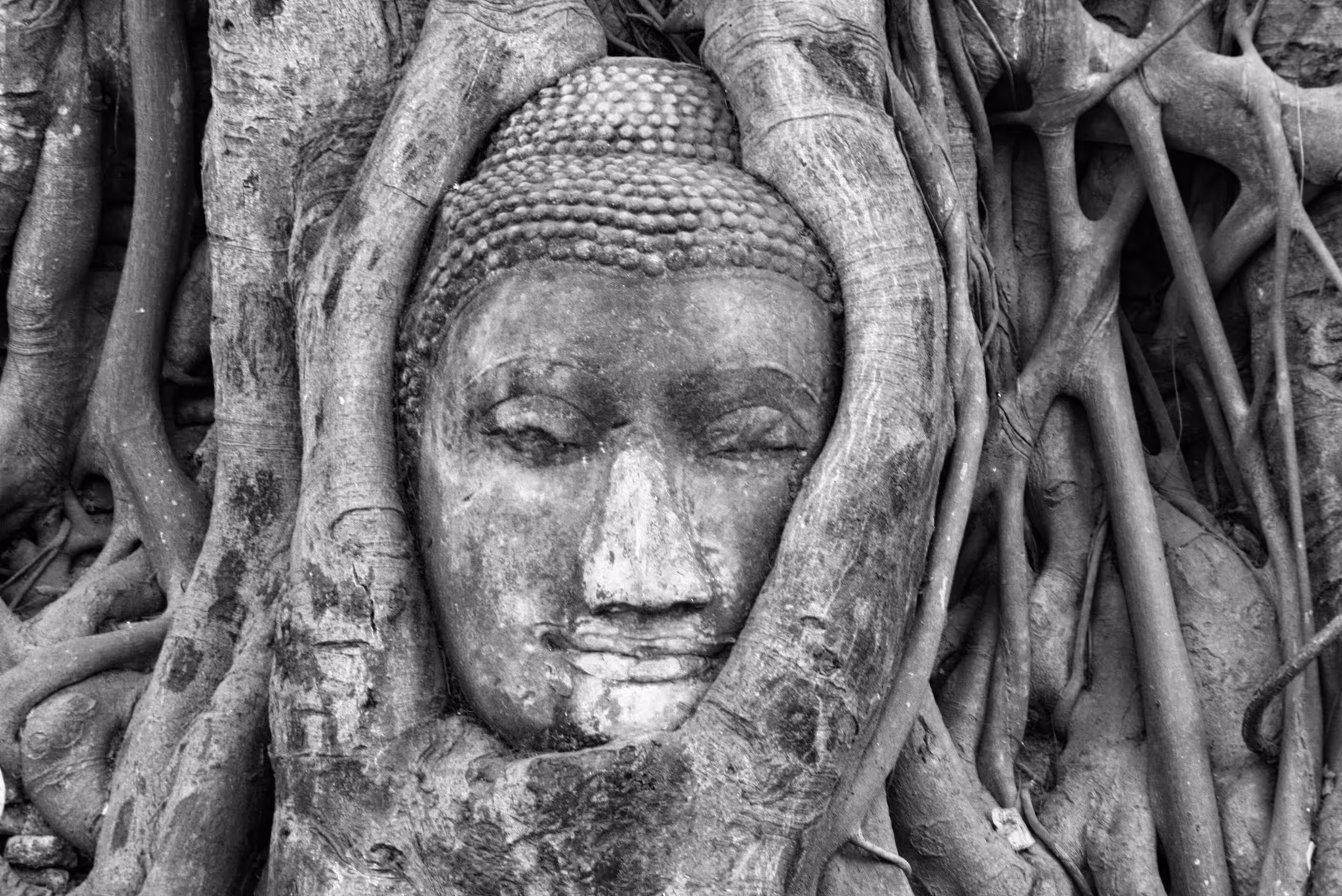 Buddha in the trees
