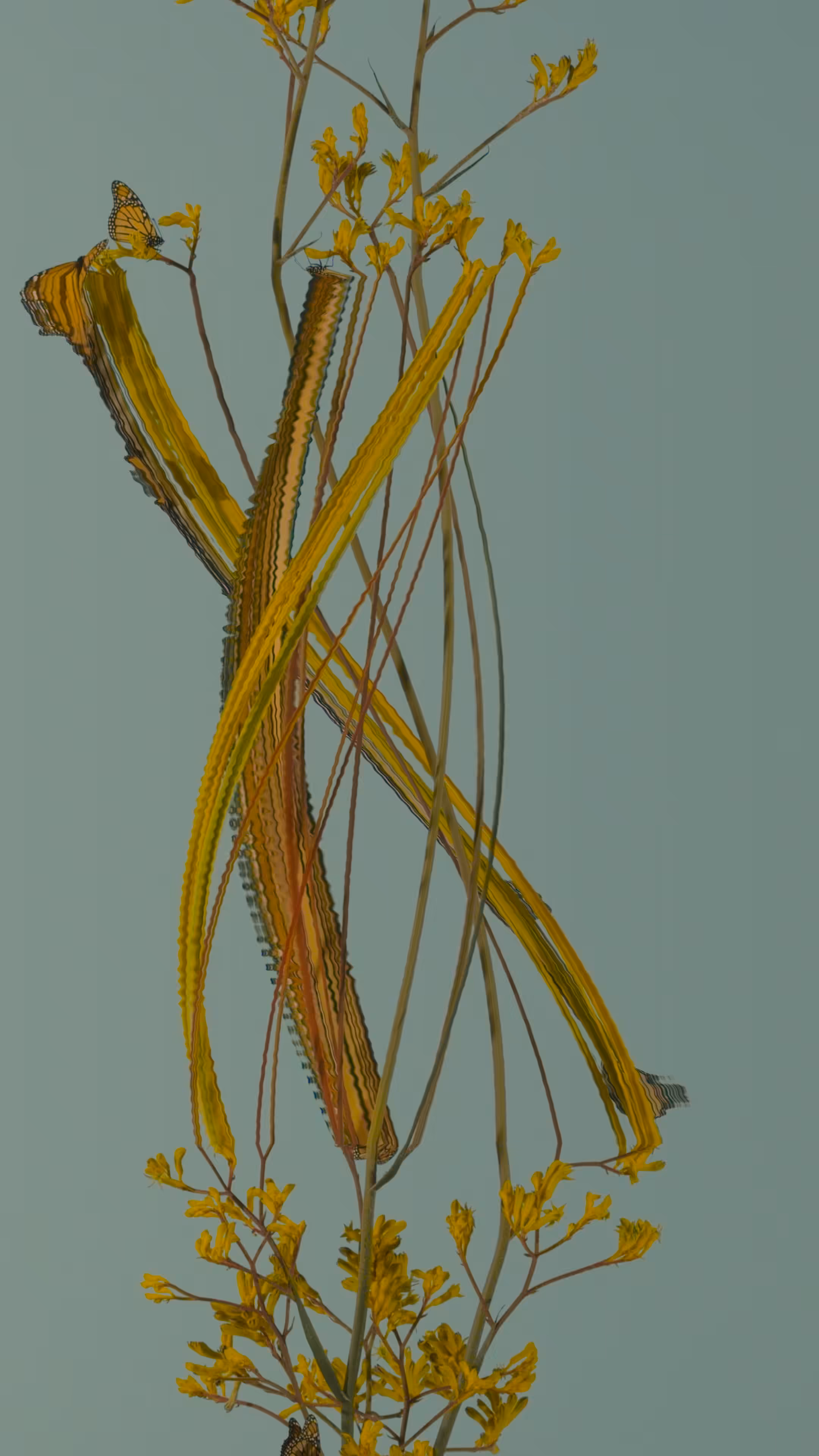 Kangaroo Paw, still