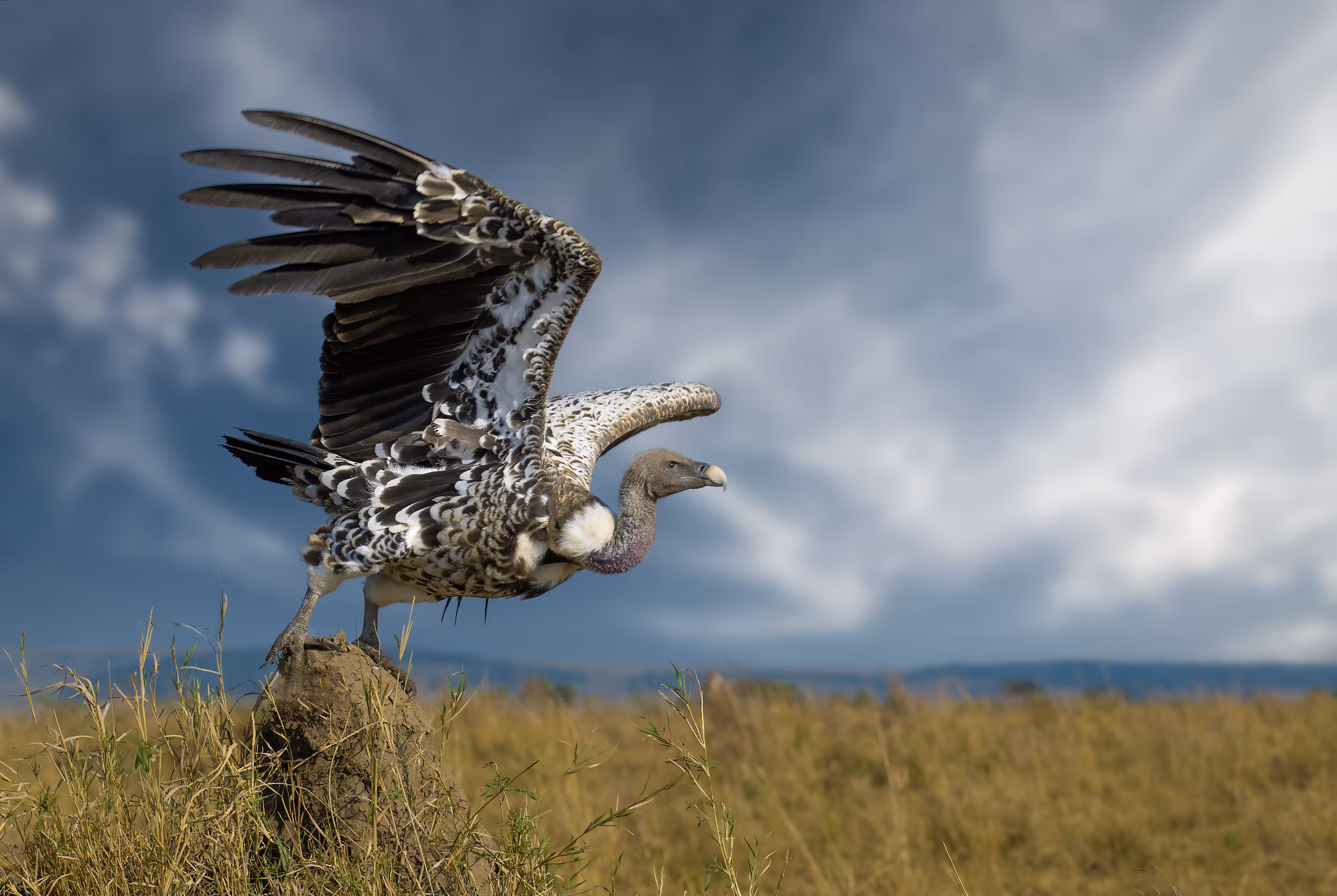 Rüppell's Griffon Vulture
