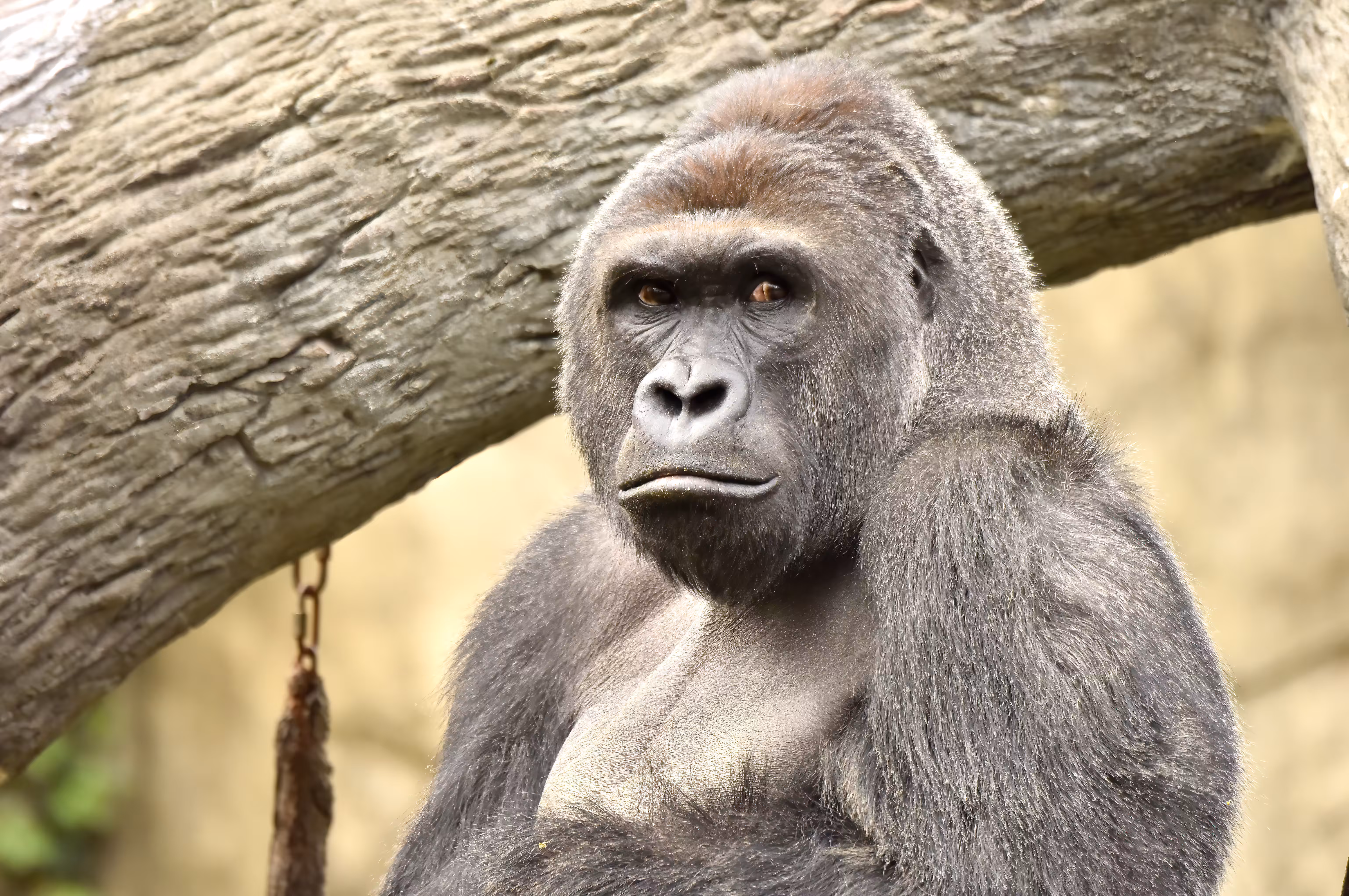 HARAMBE: LEGENDS #132