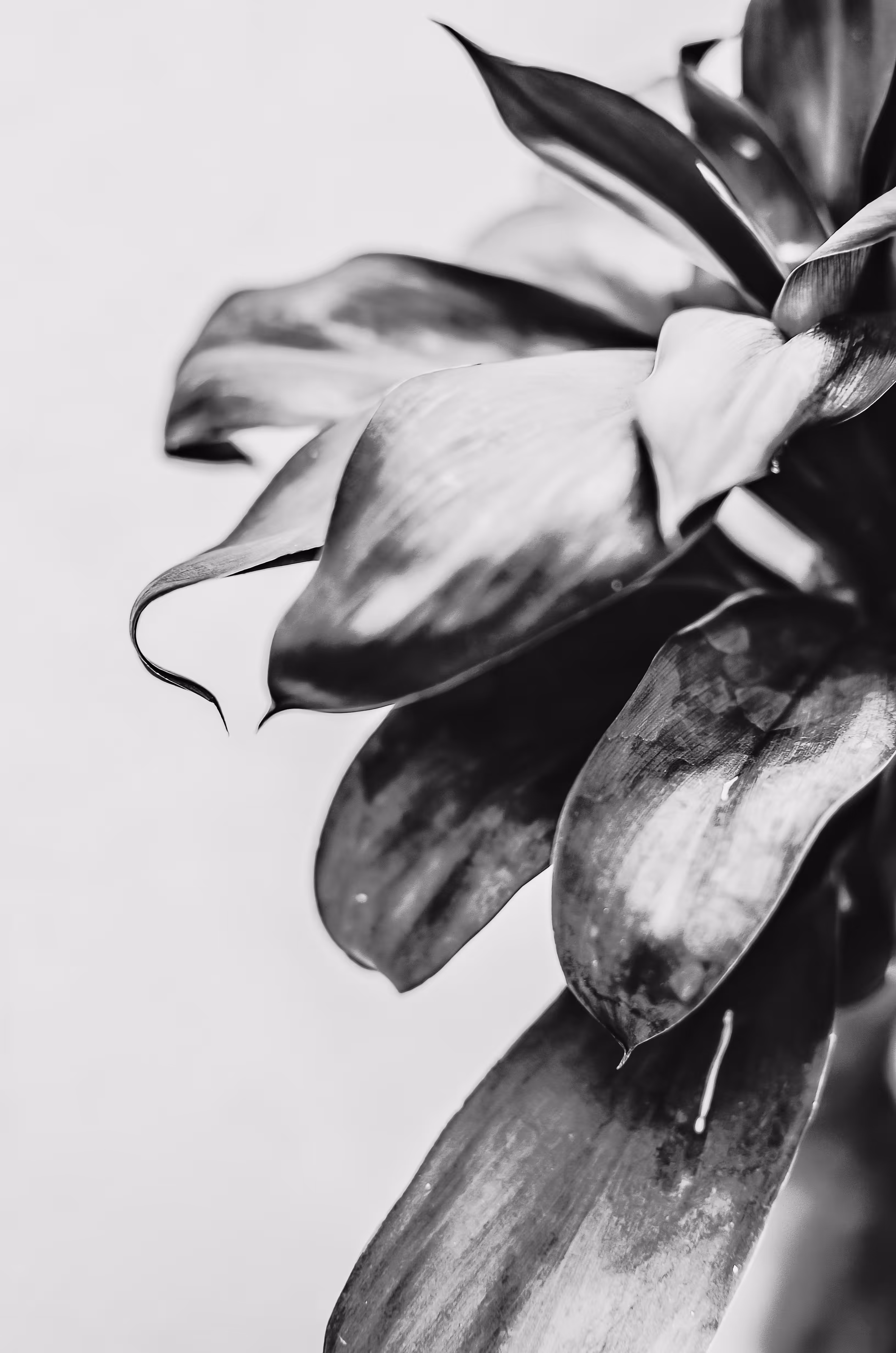 Enjoy the Poetry III
