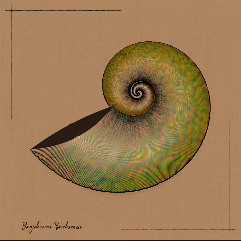 Ammonites #72
