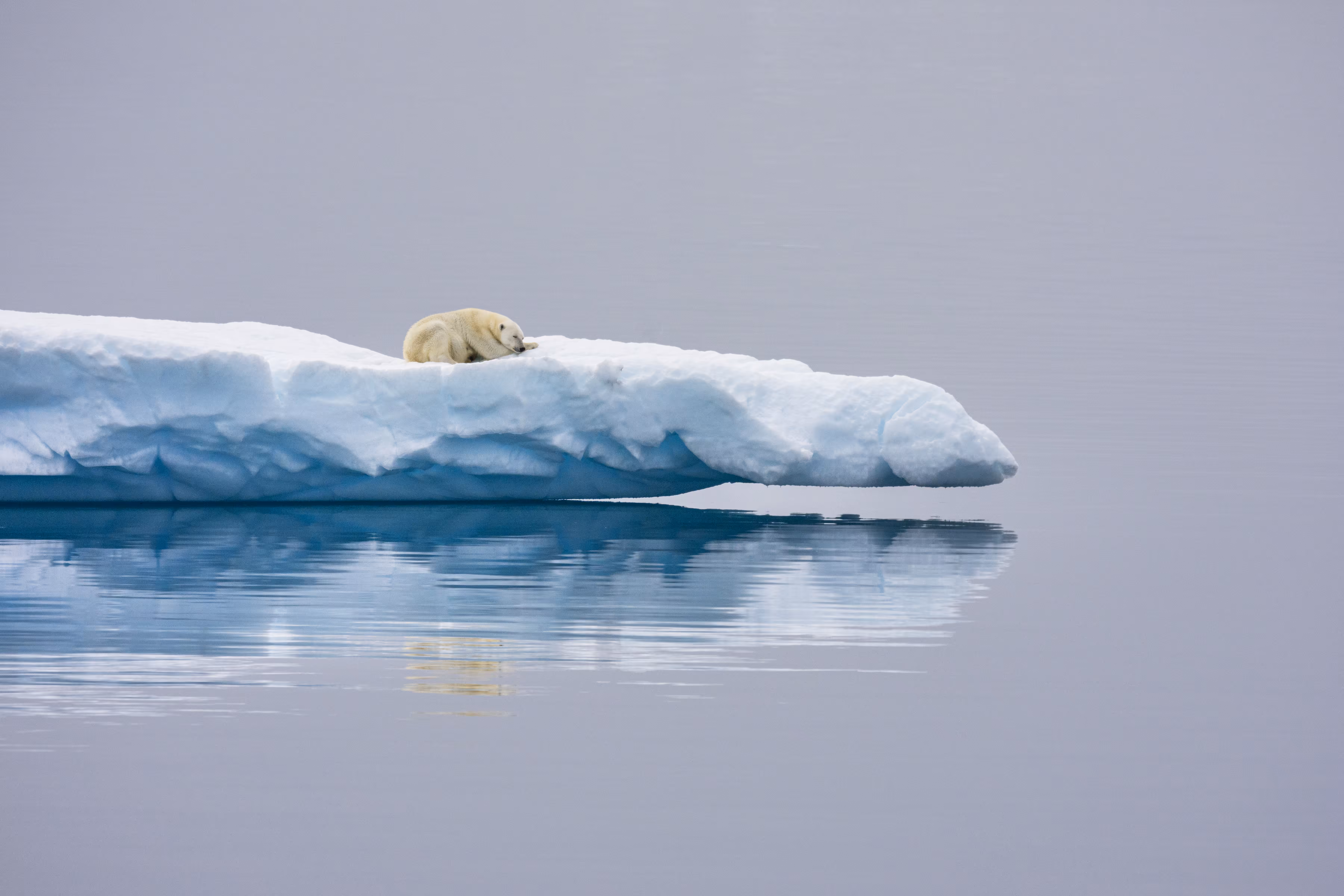 Polar Project