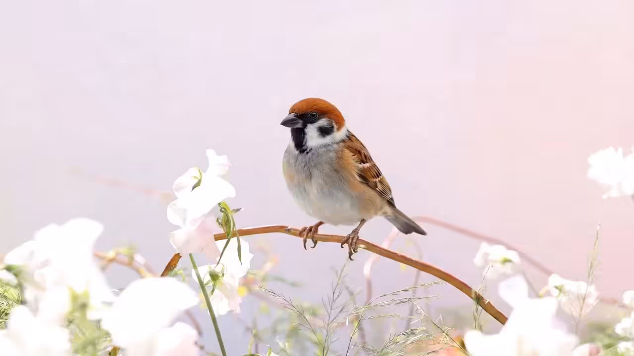 Birds Observations: Frizzle, A Place Between