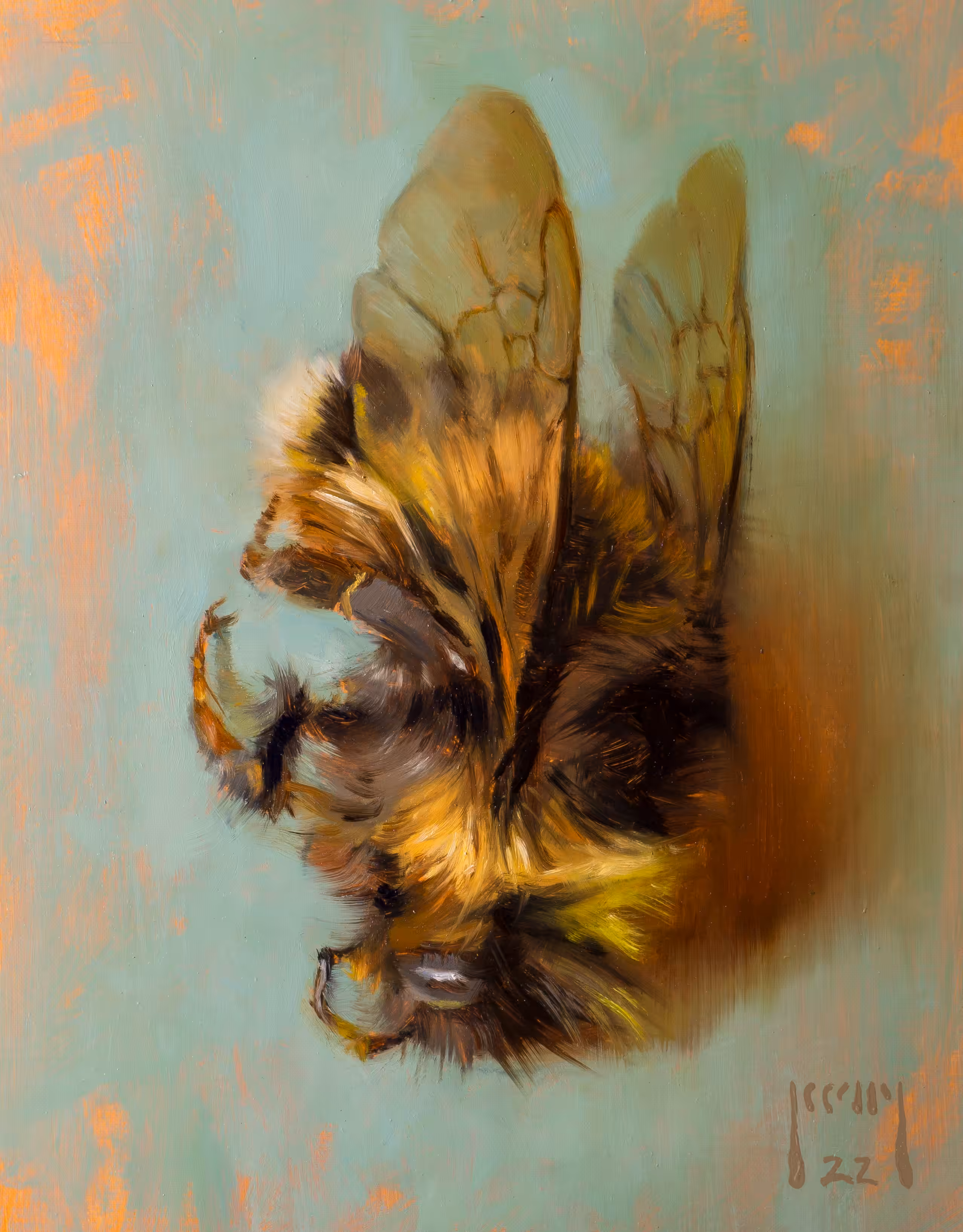 Bombus terrestris